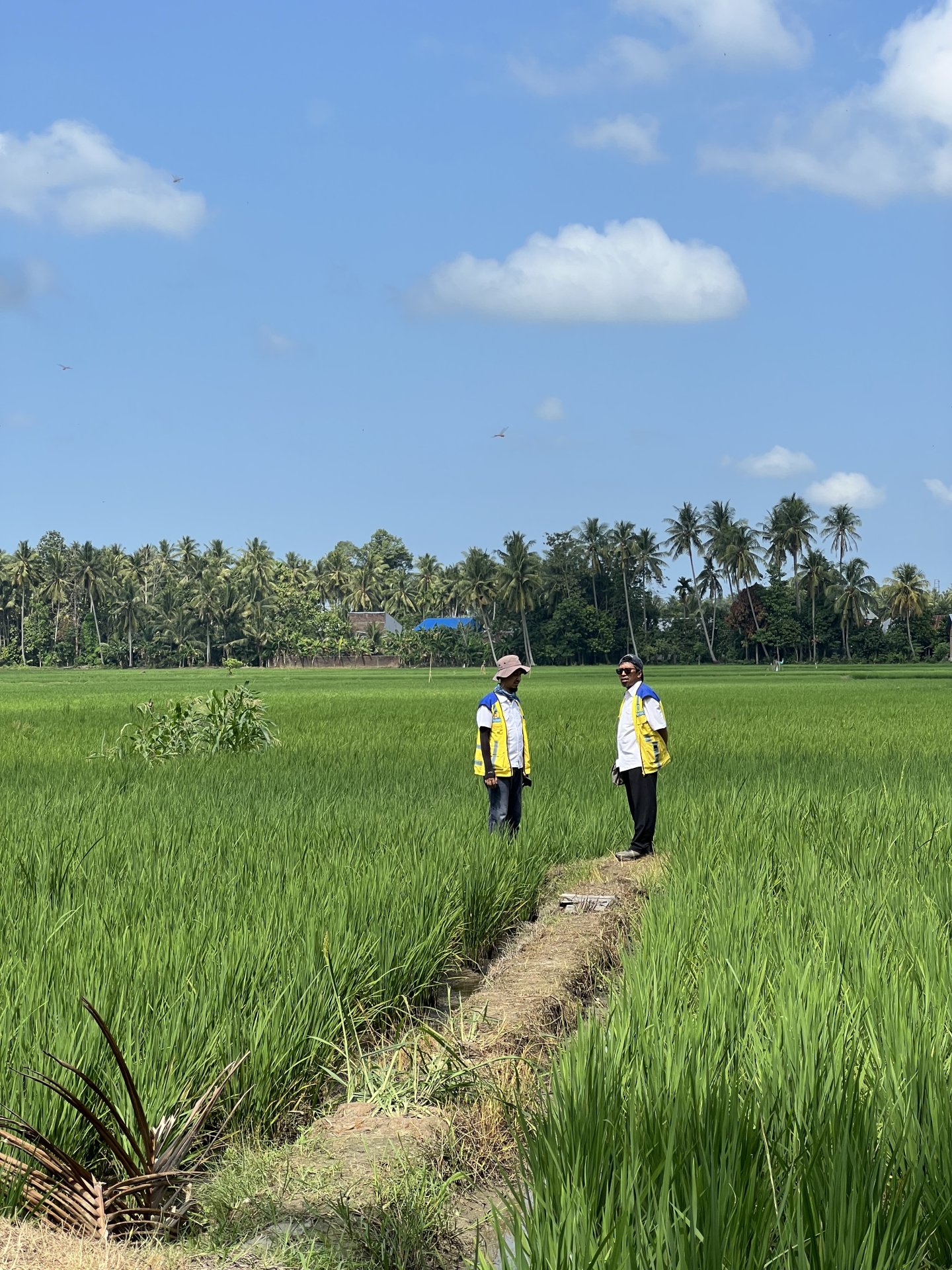 Survei Geolistrik Dusun Rea Bunga-bunga Kecamatan Matakali, Mamuju