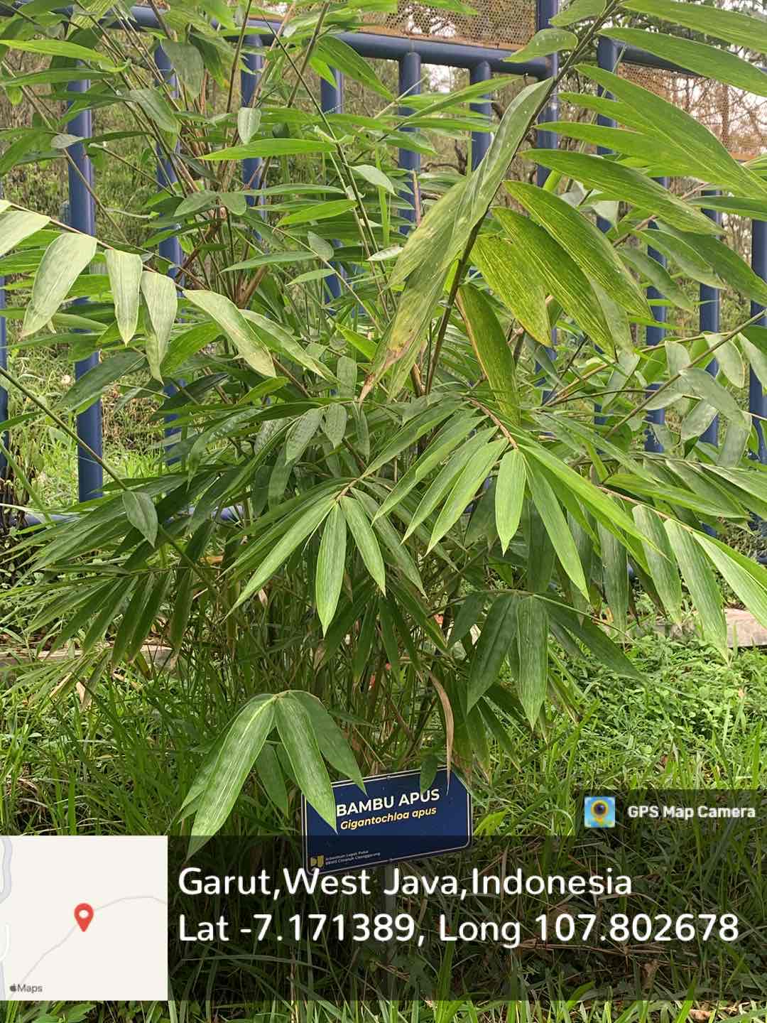 Bambu Apus (Gigantochloa apus (Schult. f.) Kurz ex Munro) 
