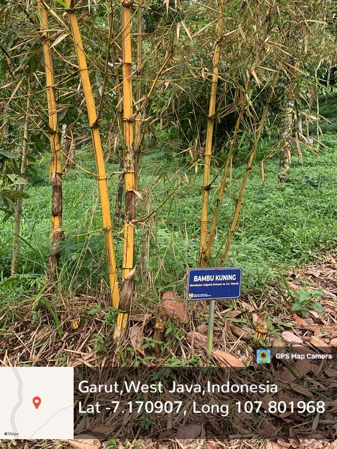 Bambu Kuning (Bambusa vulgaris Schrad. ex J.C. Wendl.)