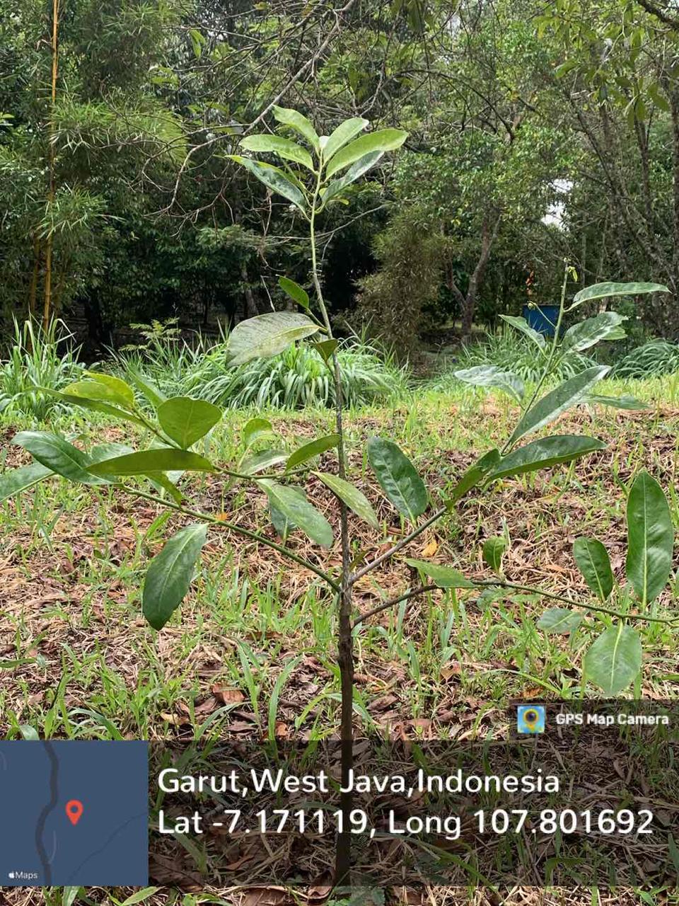 Black Sapote (Diospyros nigra (J.F.Gmel.) Perr.)