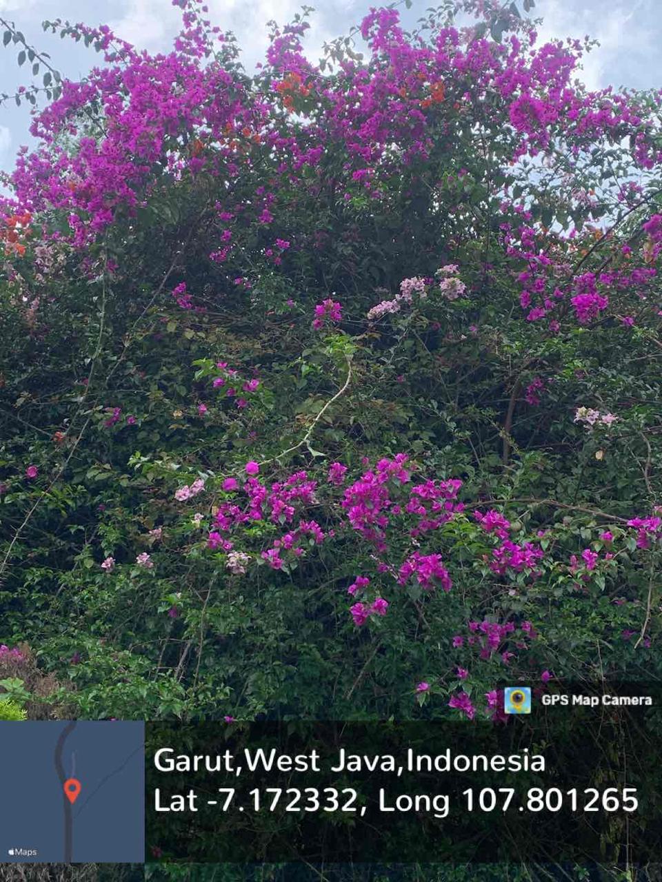 Bougainville (Bougainvillea glabra Choisy)
