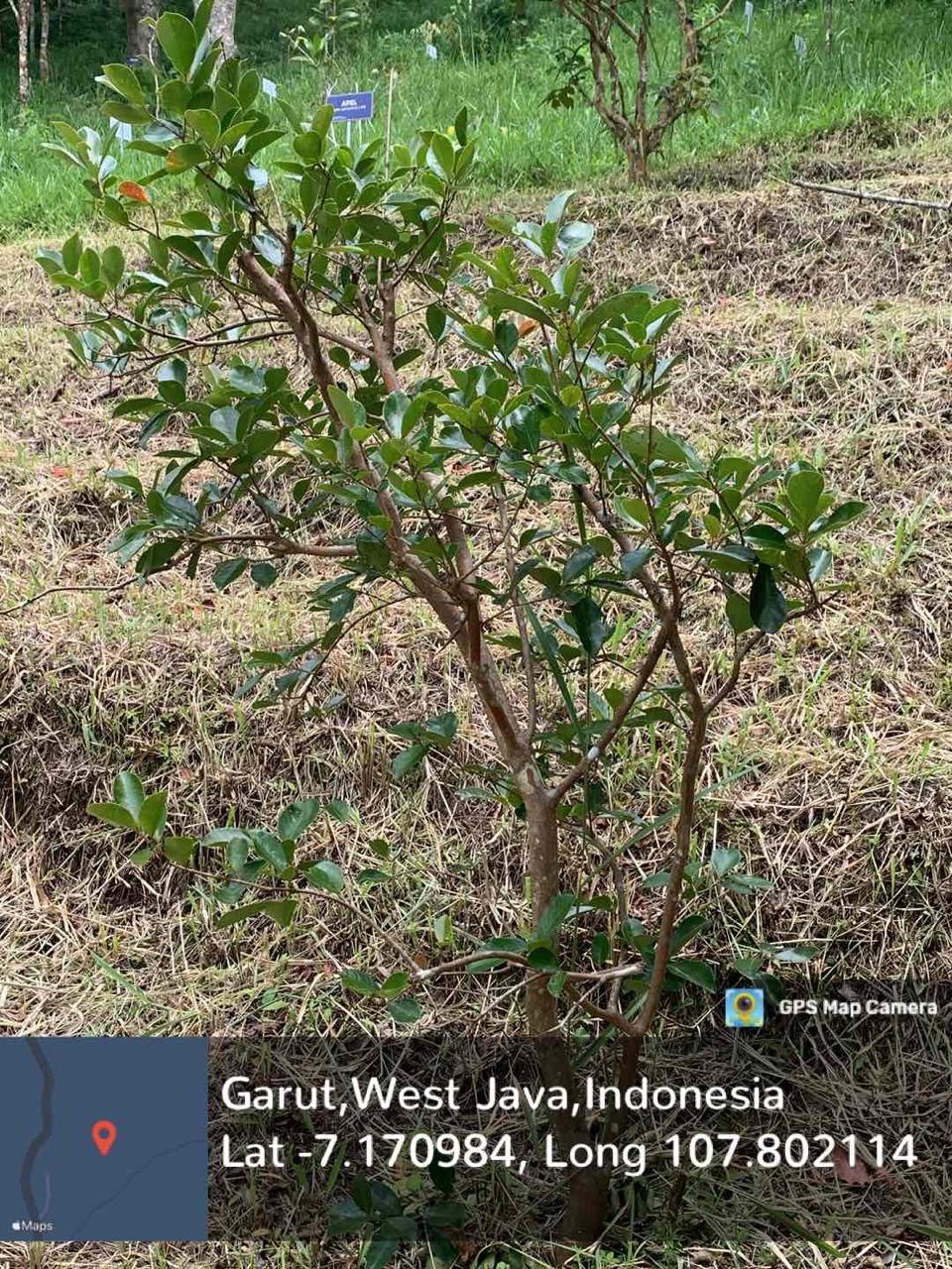 Ceri (Prunus cerasus L.)
