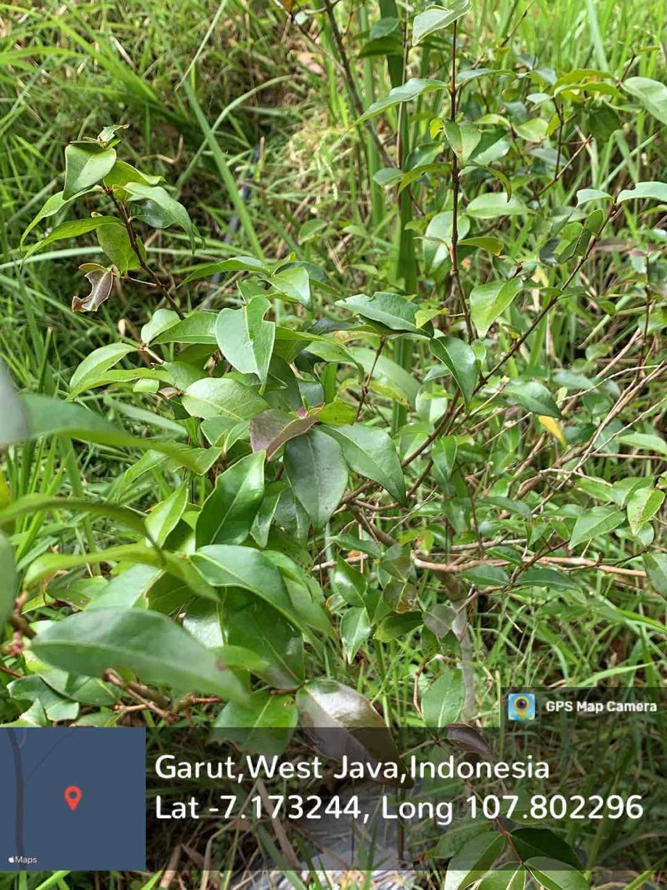 Dewandaru (Eugenia uniflora L.)