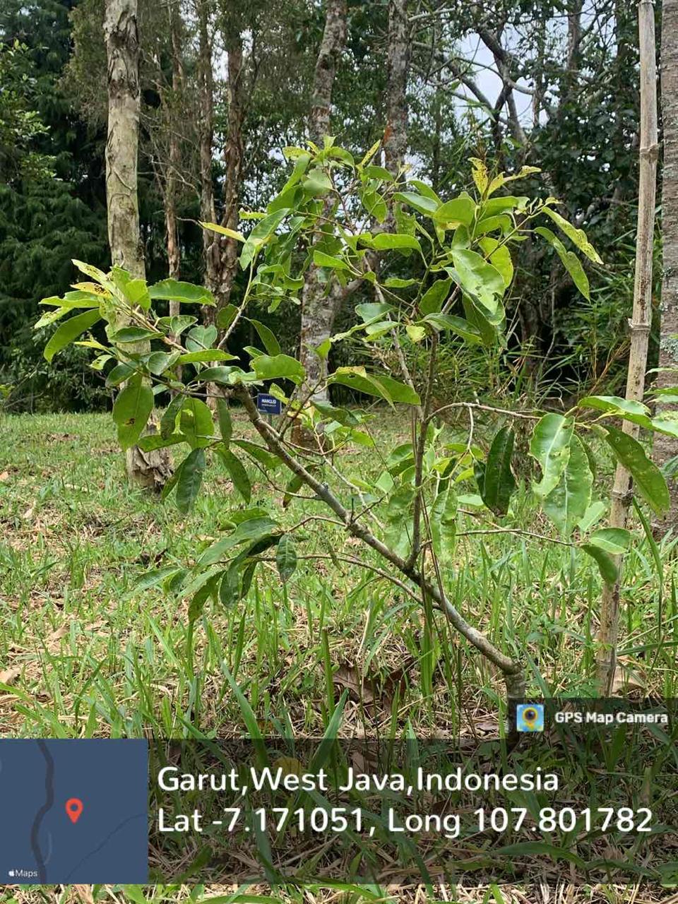 Duwet Putih (Syzygium cumini (L.) Skeels)