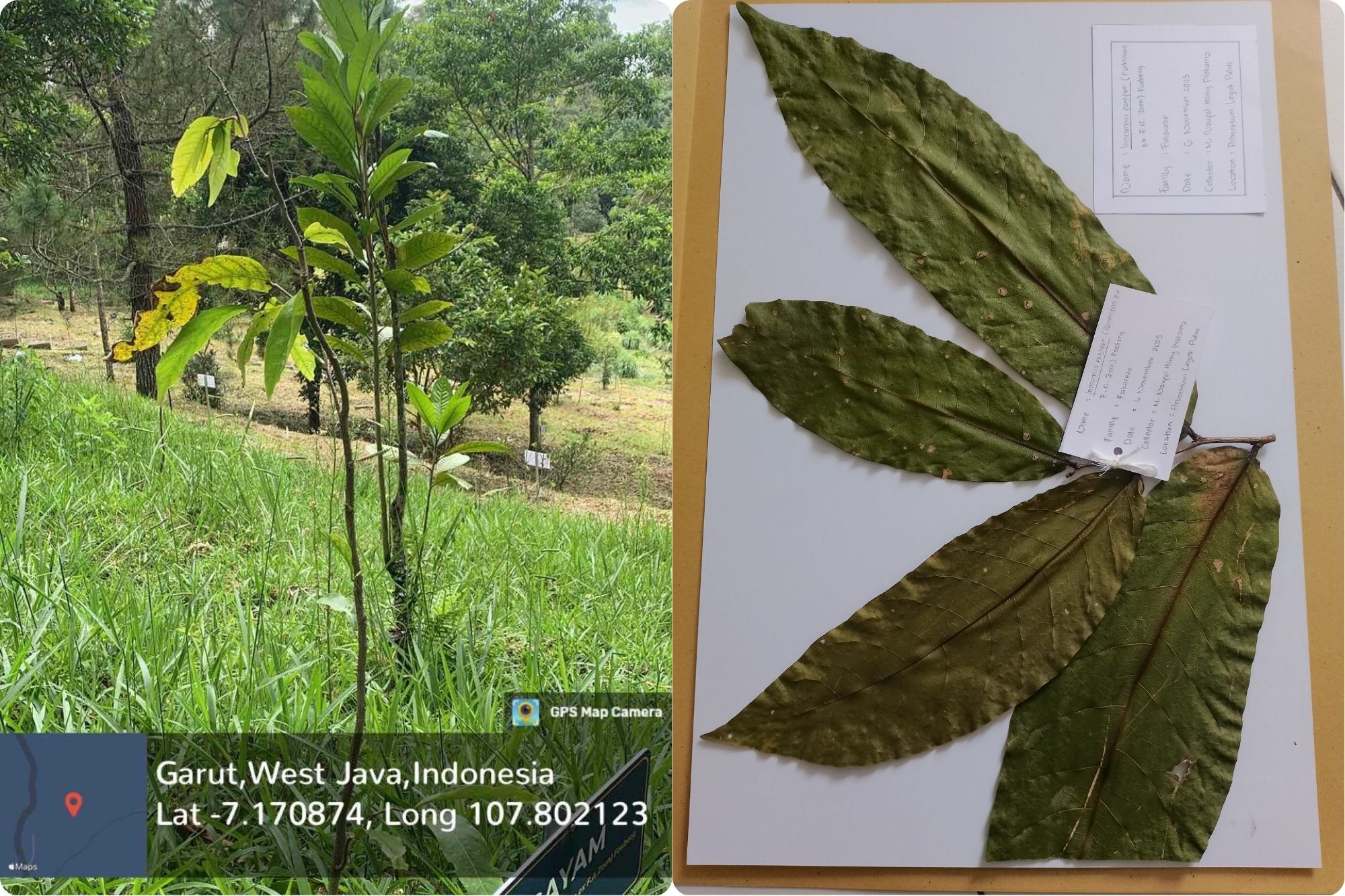 Gayam (Inocarpus fagifer (Parkinson.) F.R. Fosberg)