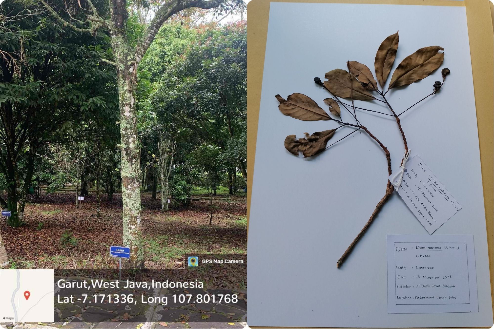 Huru (Litsea glutinosa C.D.)