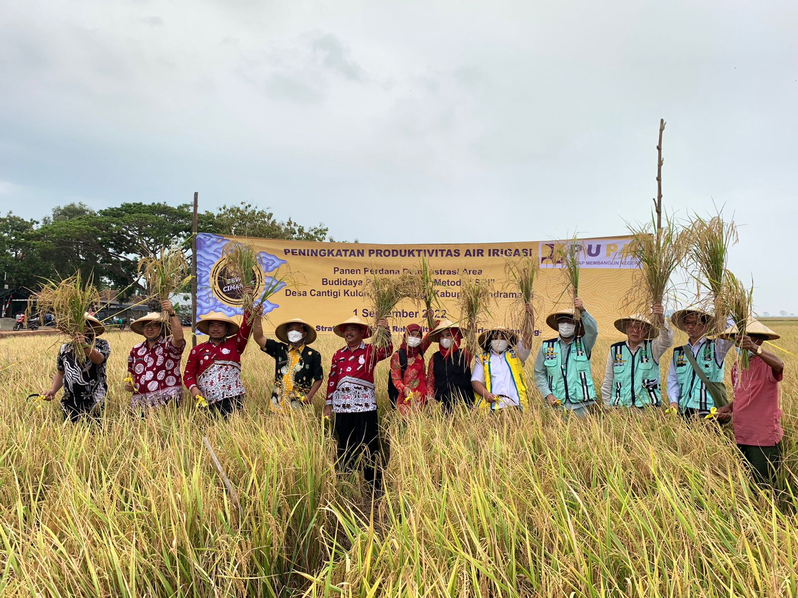 PENERAPAN INOVASI METODE SRI BBWS CIMANUK CISANGGARUNG TERBUKTI MAMPU MENINGKATKAN PRODUKTIFITAS PADI PADA PANEN RAYA DI KABUPATEN INDRAMAYU 