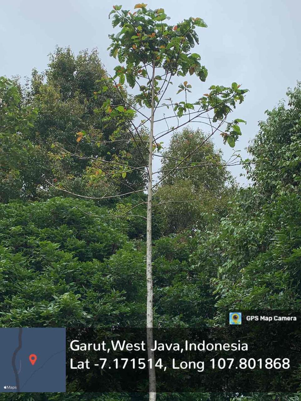 Jabon Putih (Anthocephalus cadamba (Roxb.) Miq.)