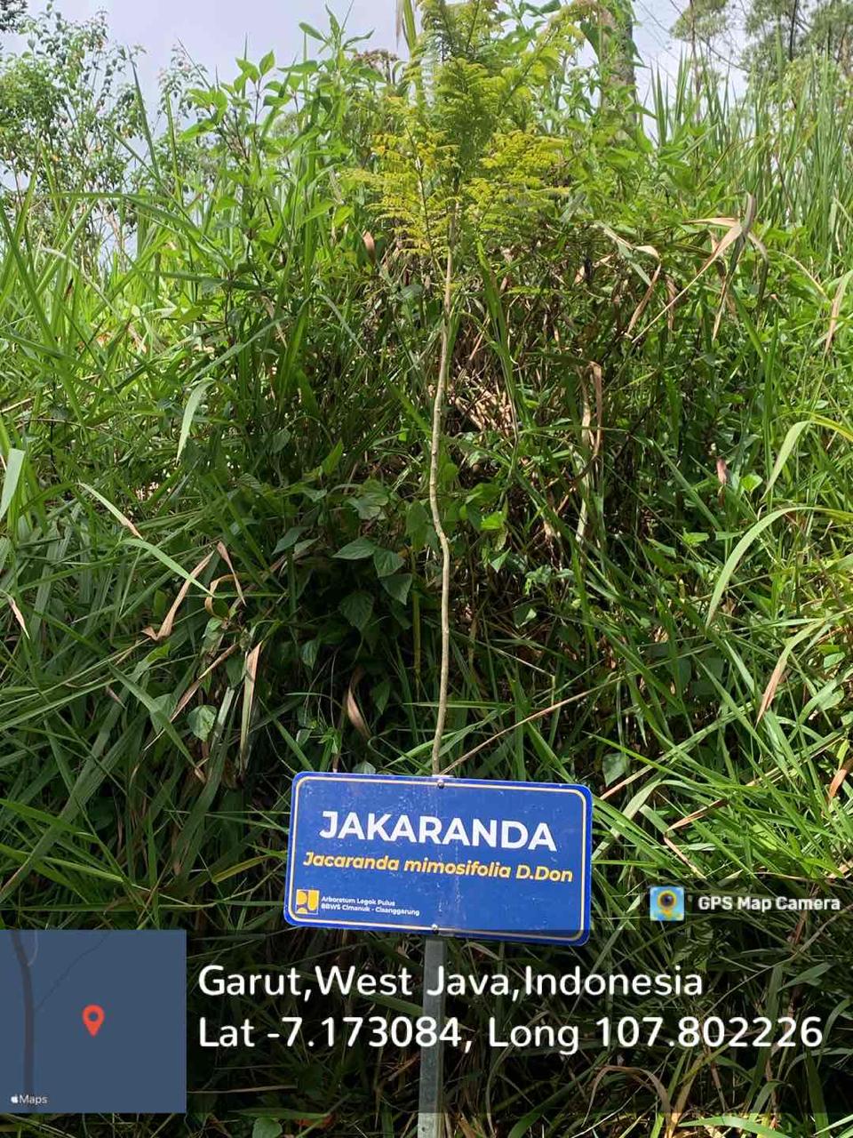 Jakaranda (Jacaranda mimosifolia D. Don)