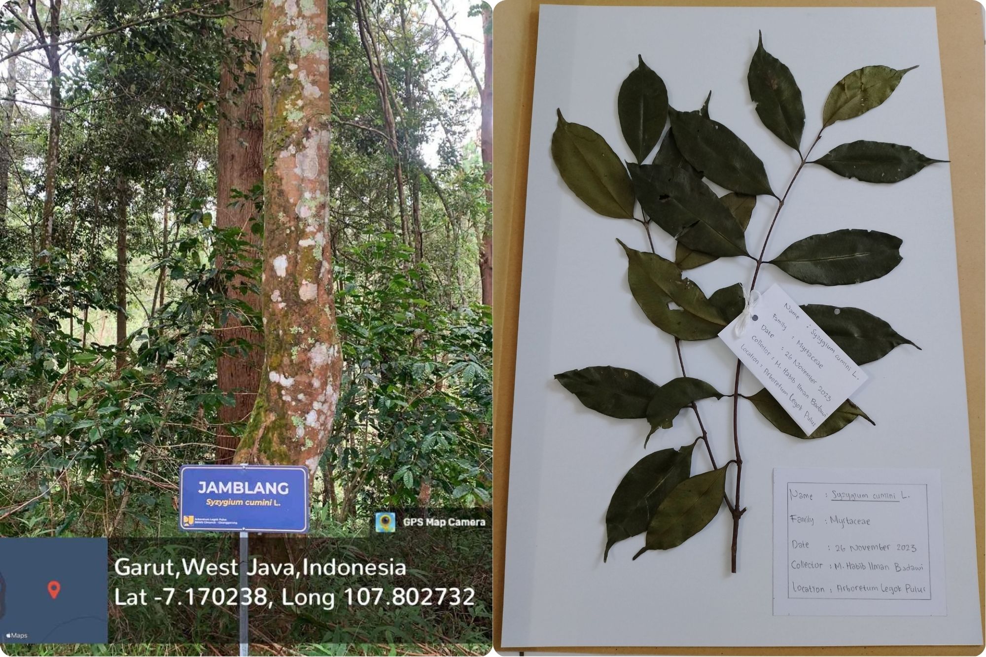 Jamblang (Syzygium cumini (L.) Skeels.)