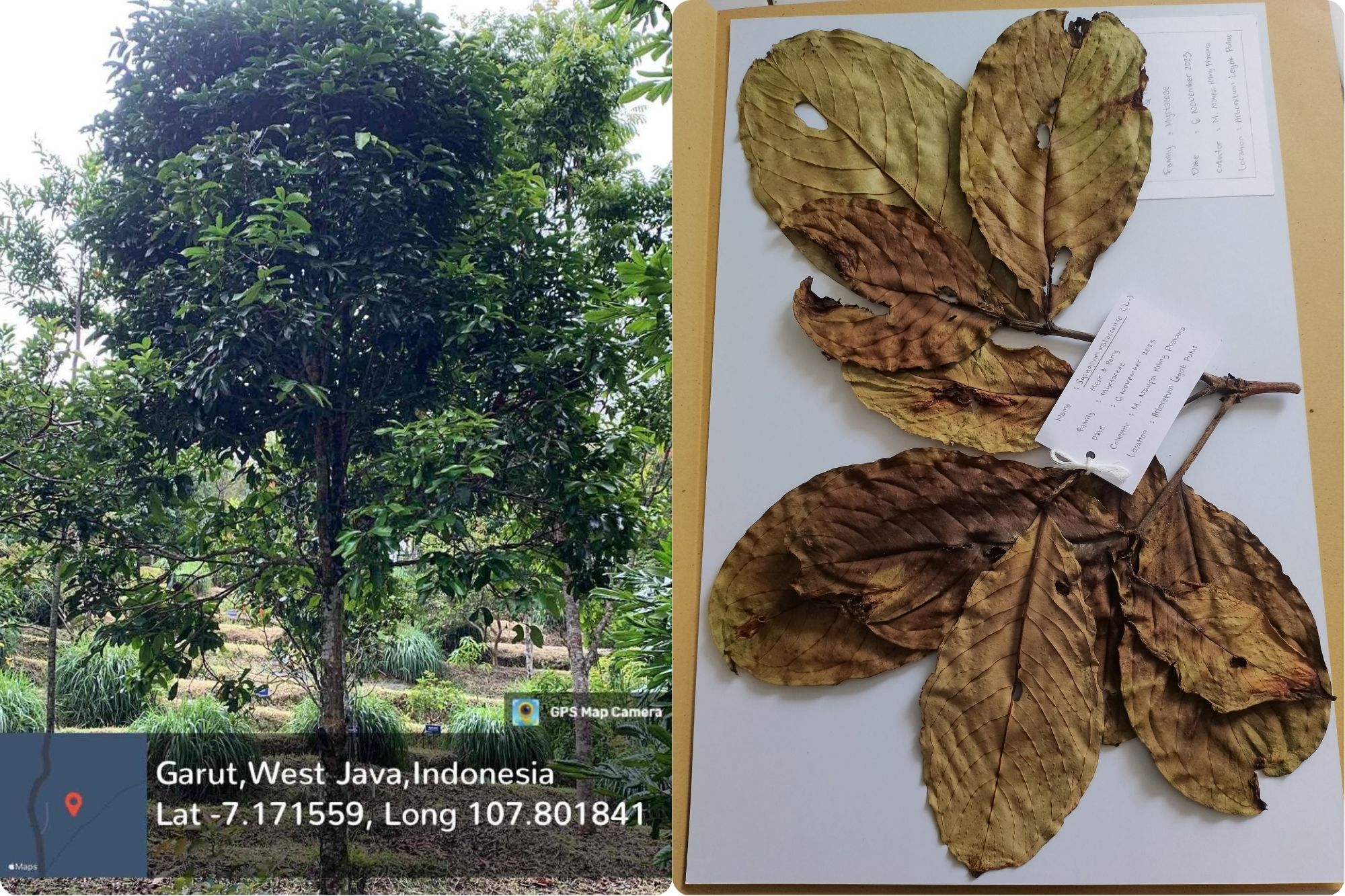 Jambu Bol (Syzygium malaccense (L.) Merr. & L.M. Perry)