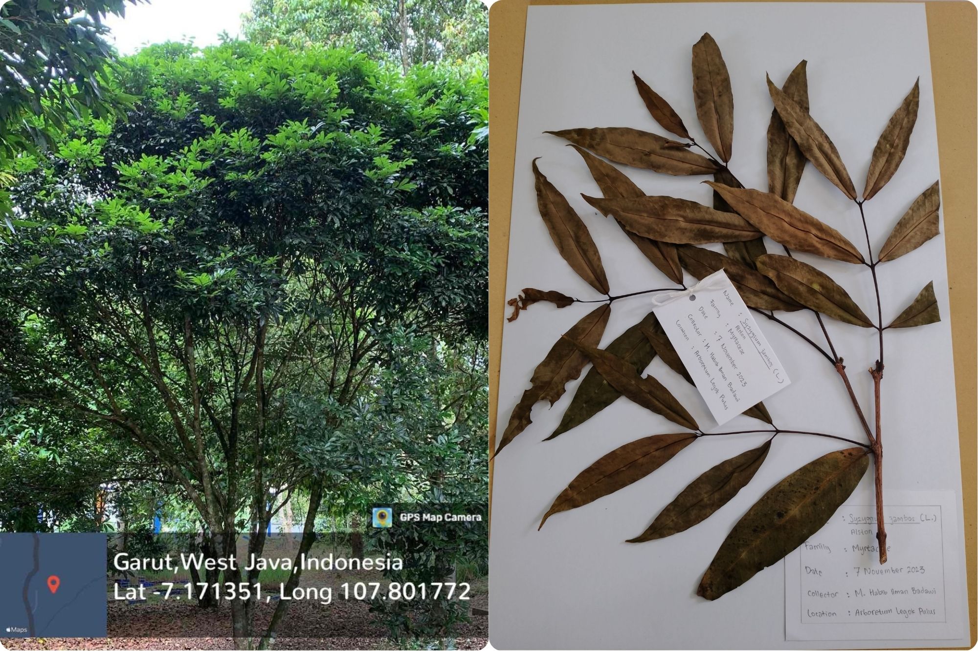 Jambu Mawar (Syzygium jambos (L.) Alston)