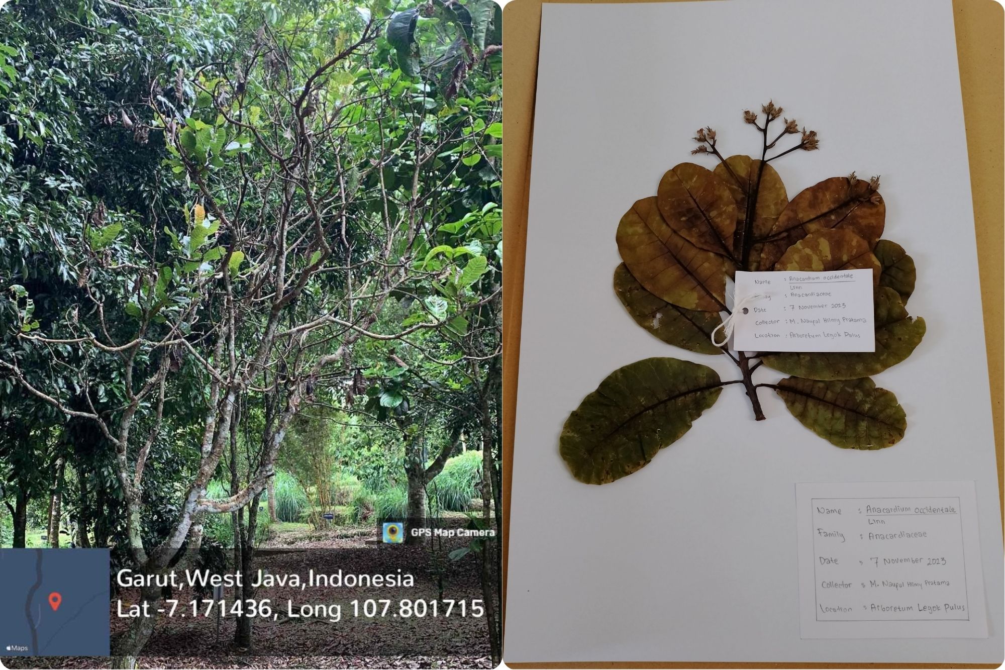 Jambu Mete (Anacardium occidentale L.)