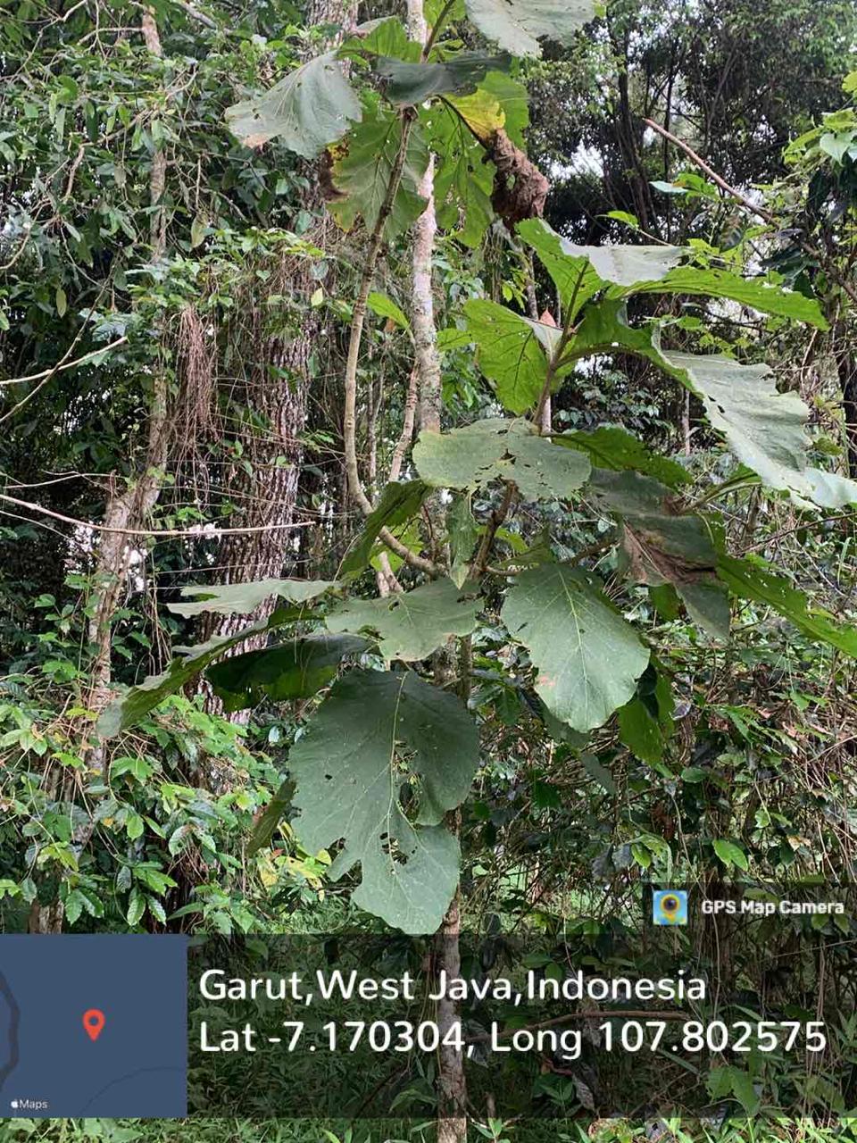 Jati (Tectona grandis)