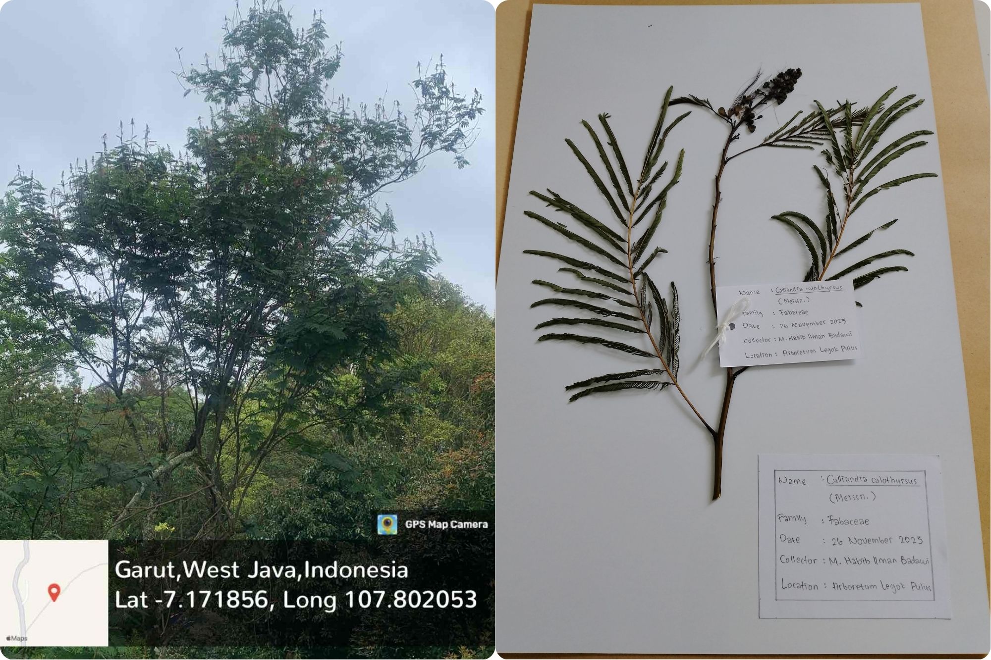 Kaliandra Merah (Calliandra calothyrsus (Meisn.))