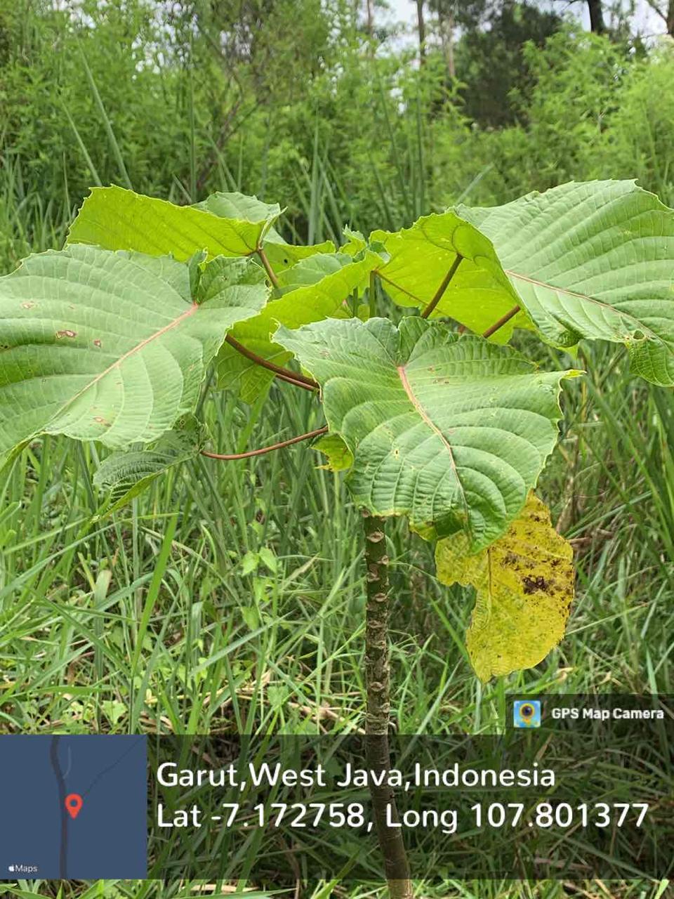 Kalpataru (Ficus religiosa L.)