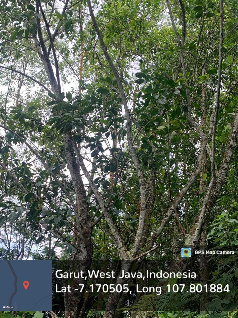 Karet Merah/Karet Kebo (Ficus elastica Roxb. Ex Hornem.)
