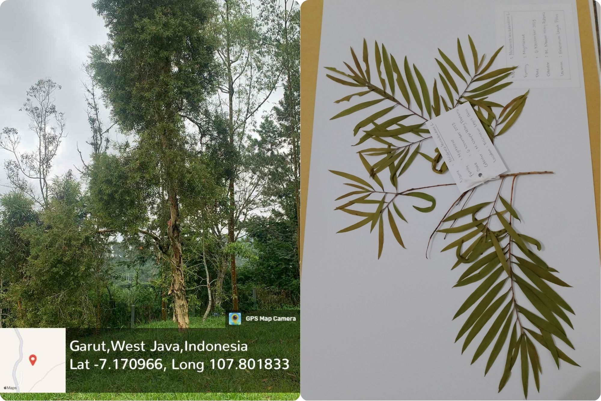 Kayu Putih (Melaleuca leucadendron L.)