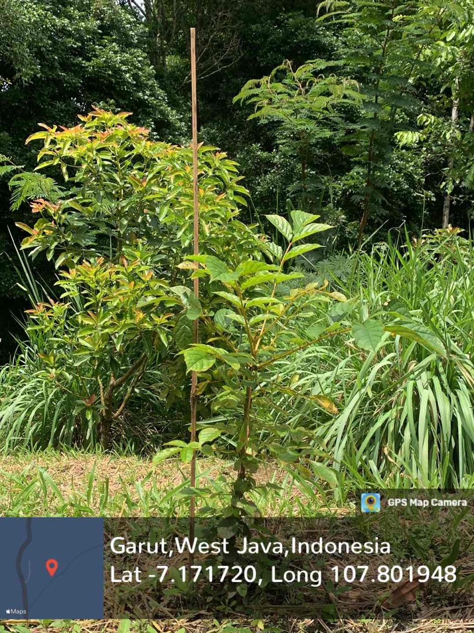 Kecrutan (Spathodea campalunata P. Beauv.)