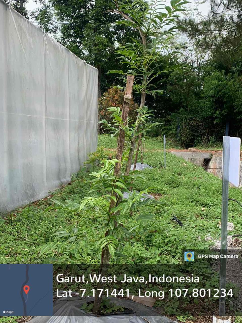 Kedondong (Spondias dulcis Parkinson)