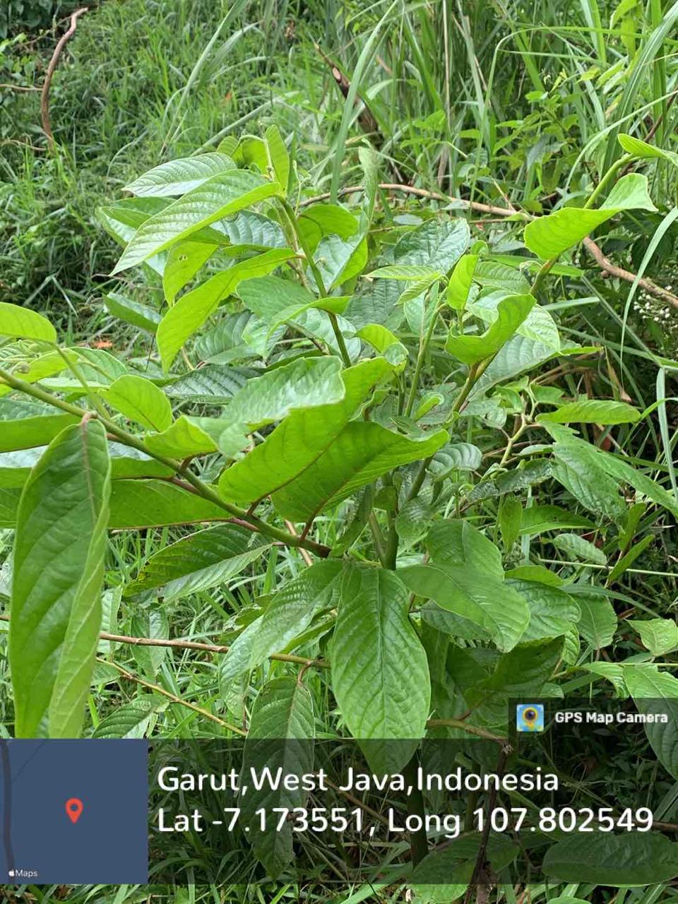 Kenanga (Cananga odorata (Lam.) Hook.f. & Thomson)