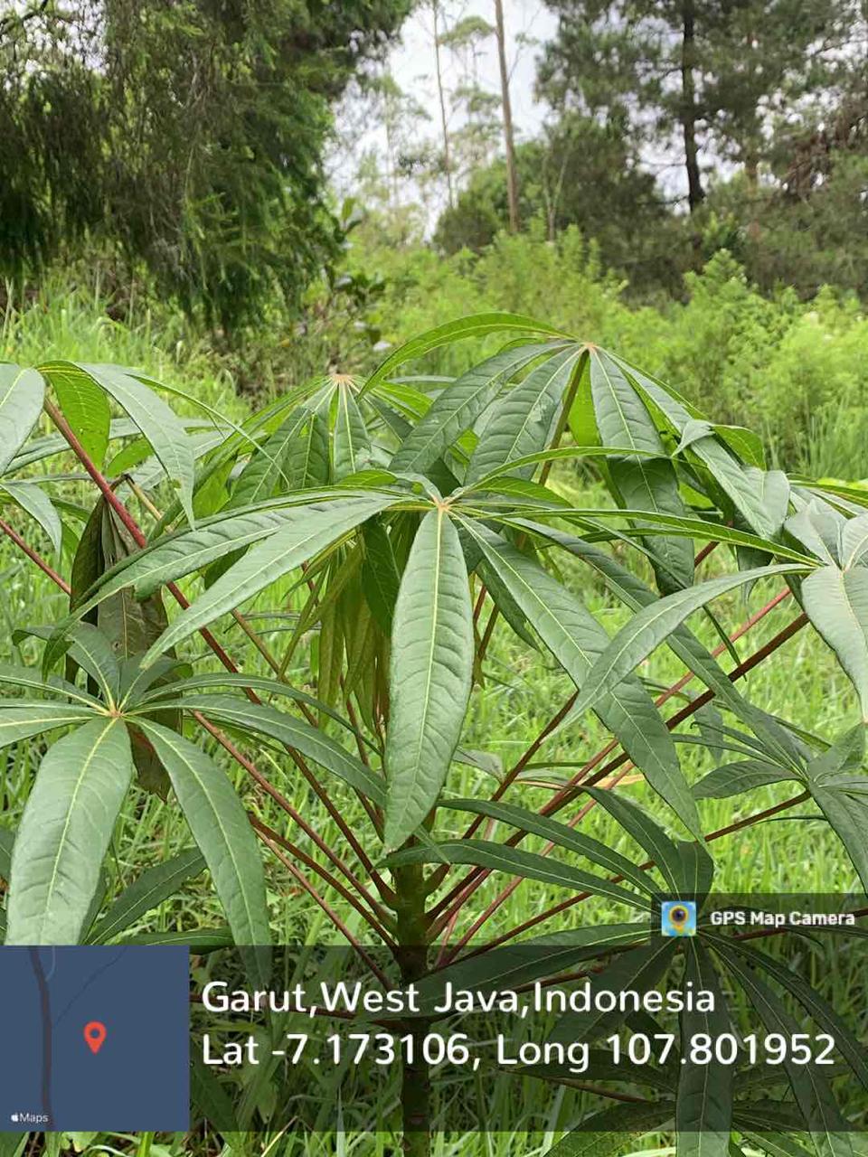 Kepuh (Sterculia foetida L.)