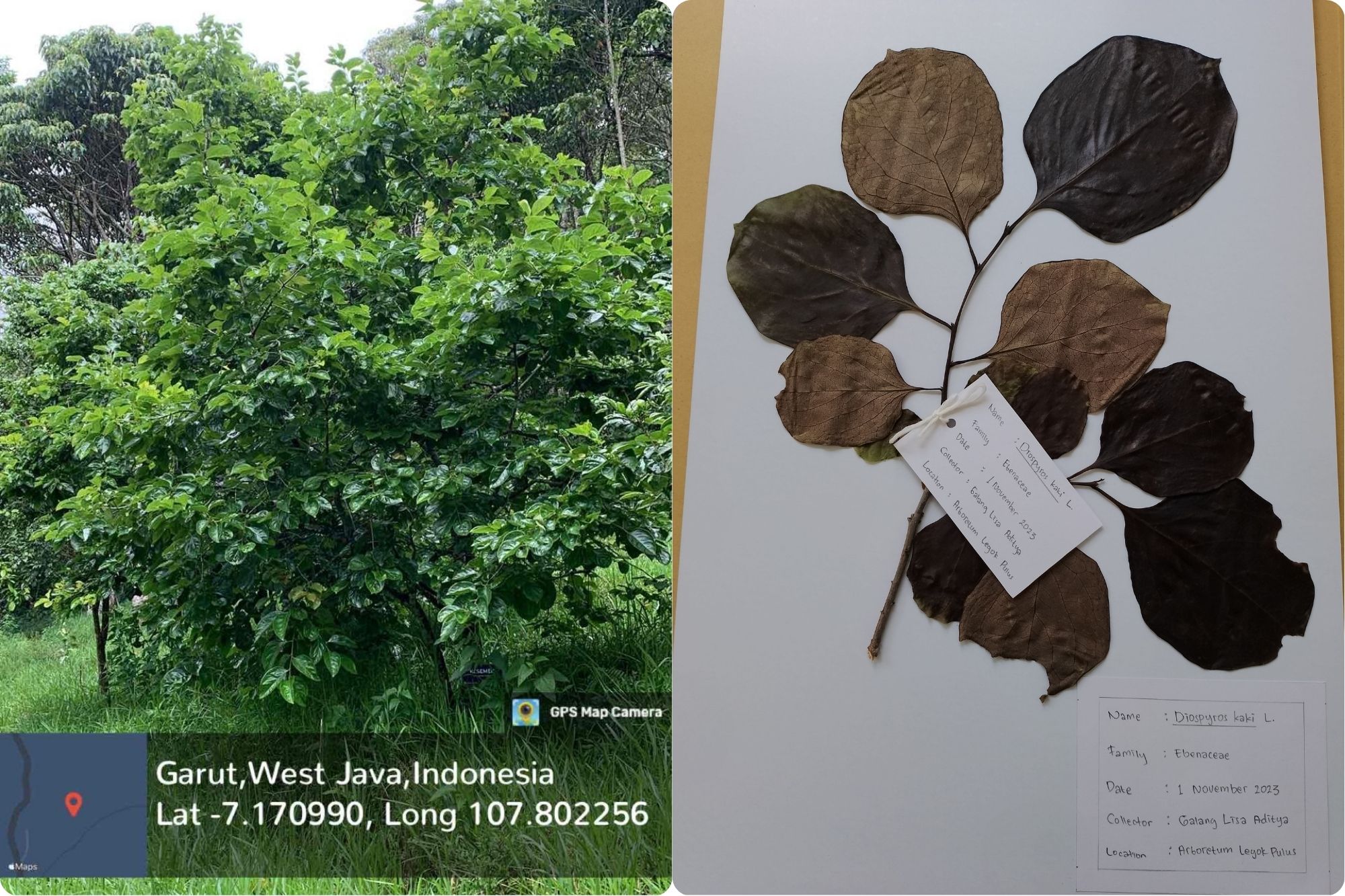 Kesemek (Diospyros kaki L. f.)