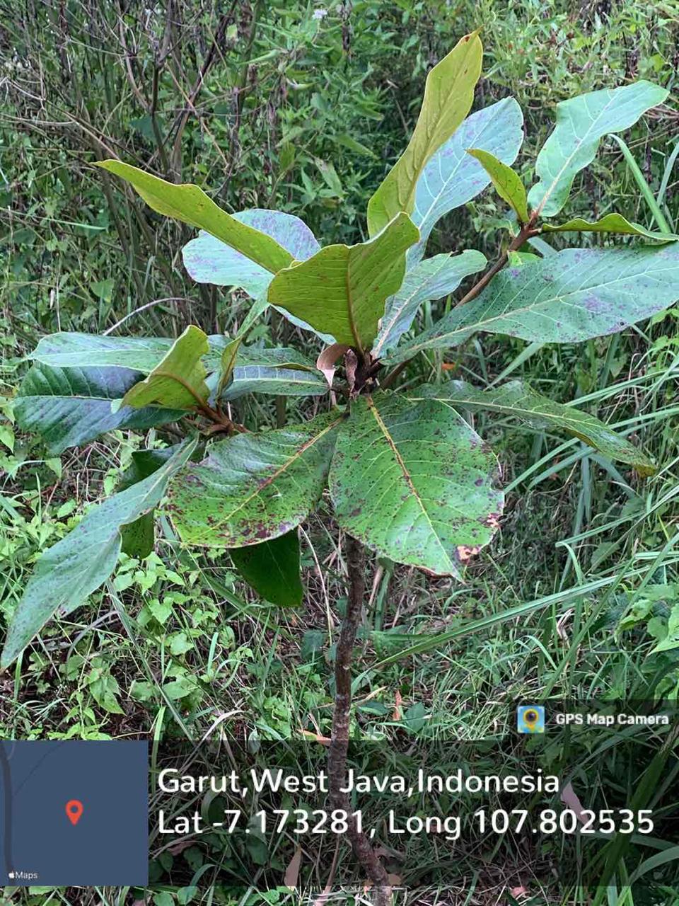Ketapang (Terminalia catappa L.)