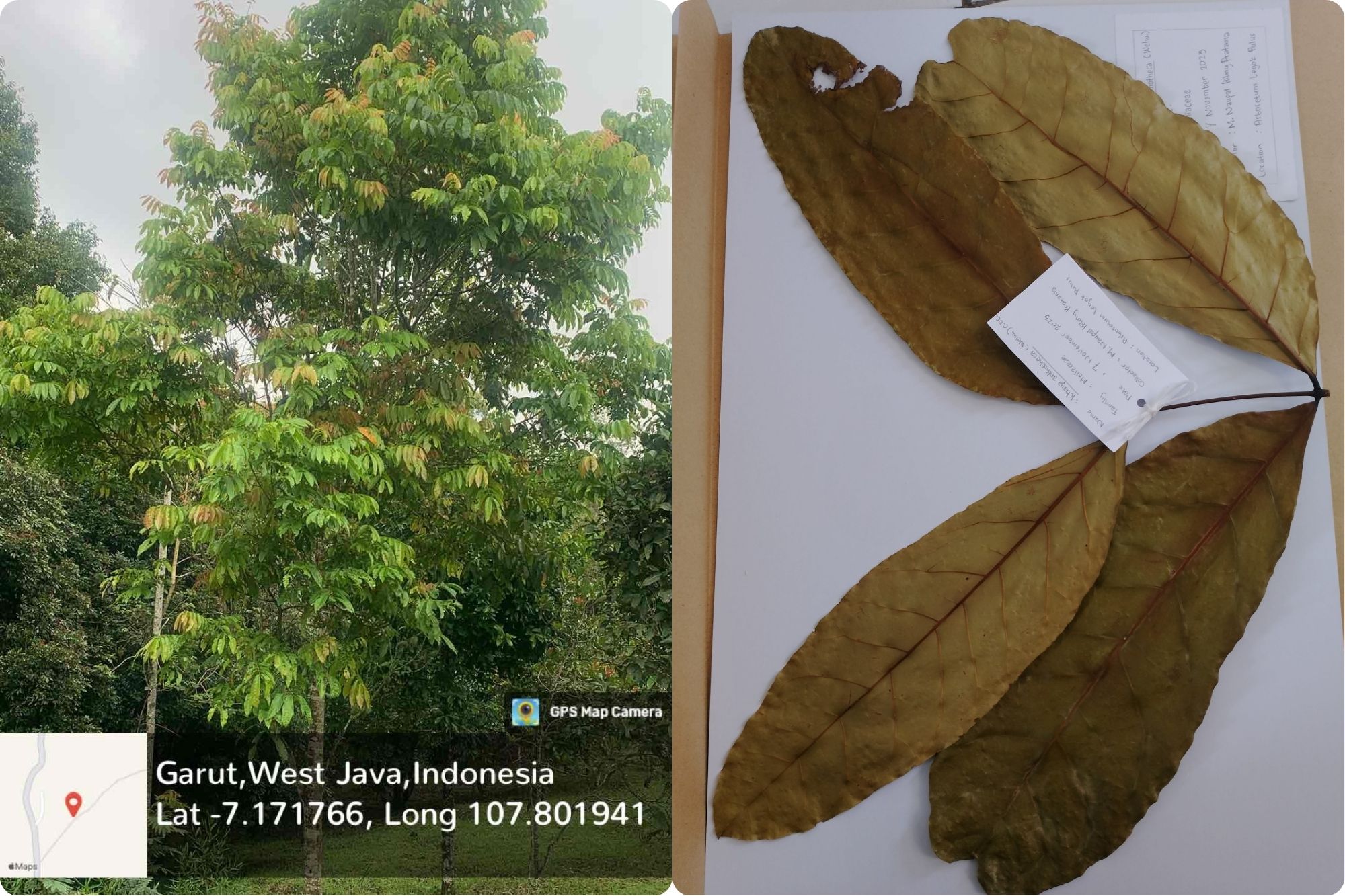 Khaya (Khaya anthotheca (Welw.) C. DC.)