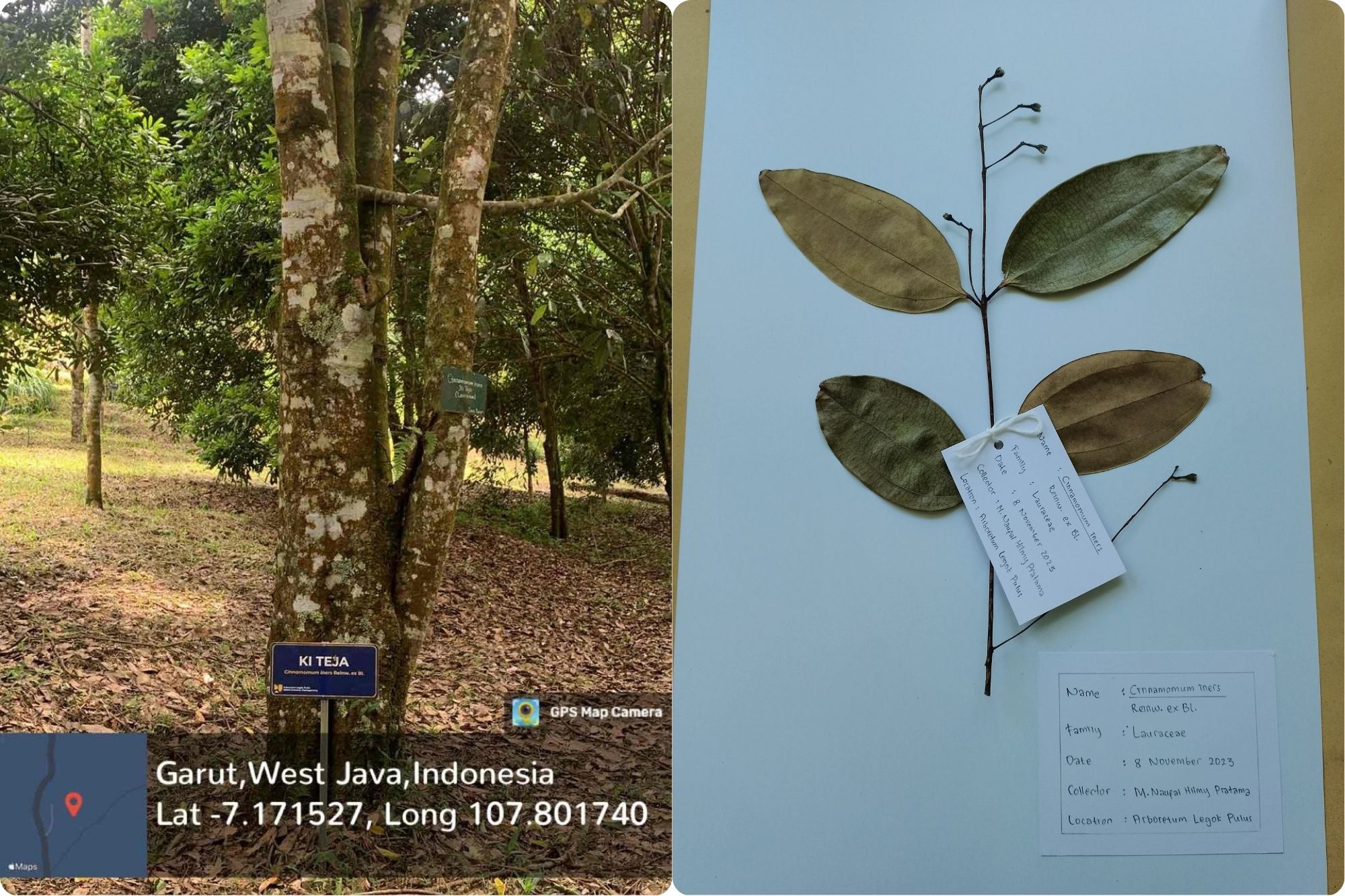 Ki Teja (Cinnamomum iners Reinw. ex Blume)