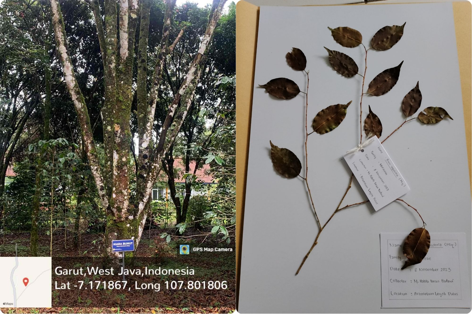 Kiara Bunut (Ficus infectoria Roxb.)