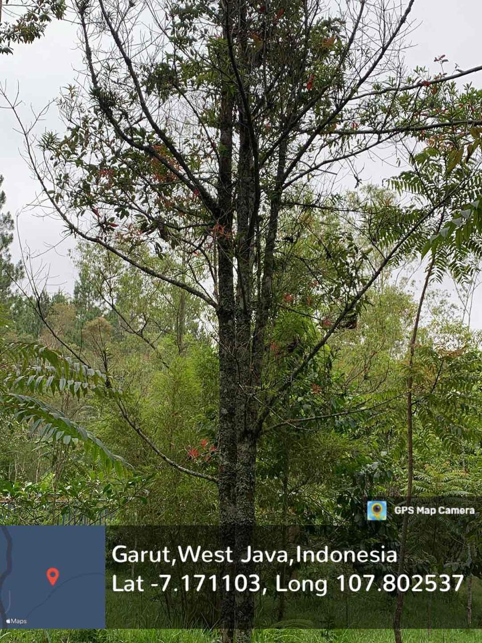 Ki putri (Podocarpus neriifolius D. Don)
