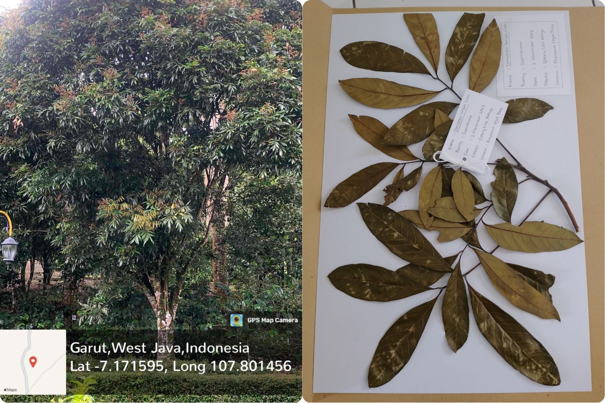 Kelengkeng (Dimocarpus longan Lour.)