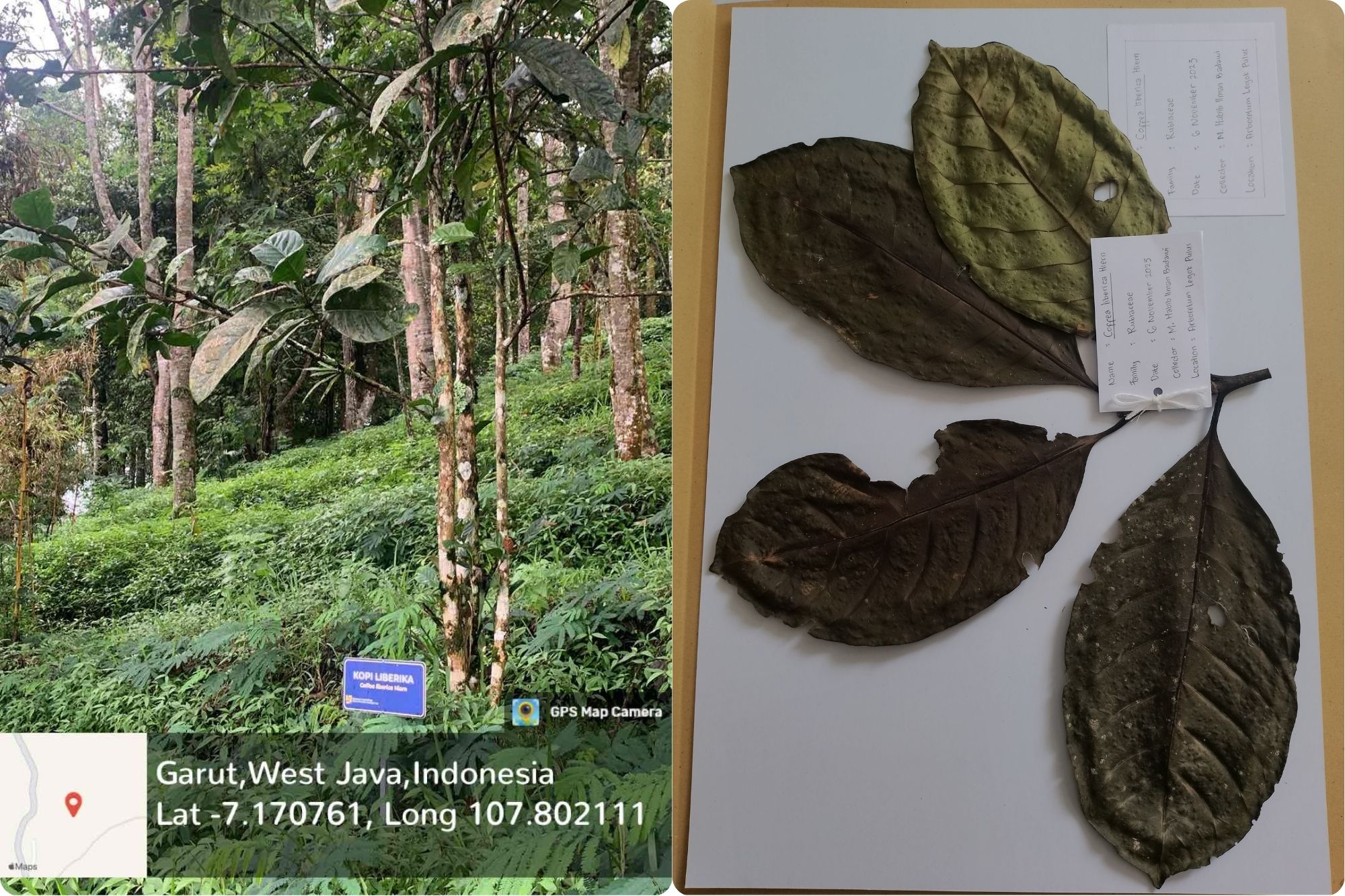 Kopi Liberika (Coffea liberica W. Bull ex Hiern.) 