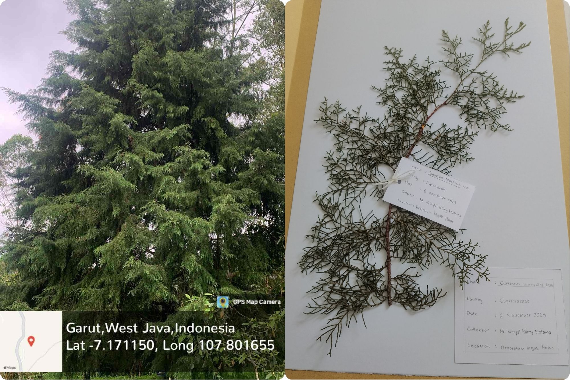 Kupres (Cupressus lusitanica Mill.)