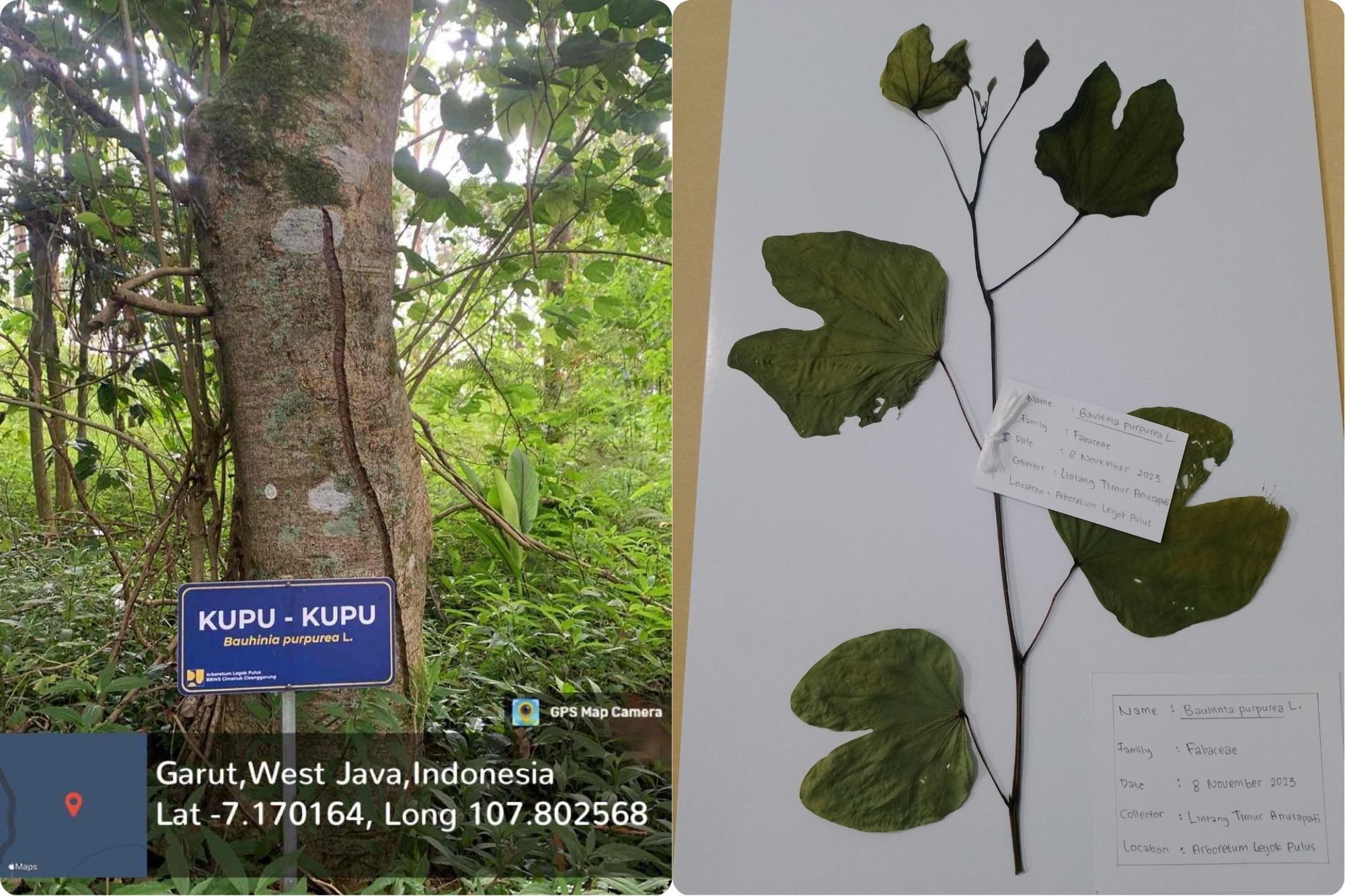 Kupu-Kupu (Bauhinia purpurea L.)