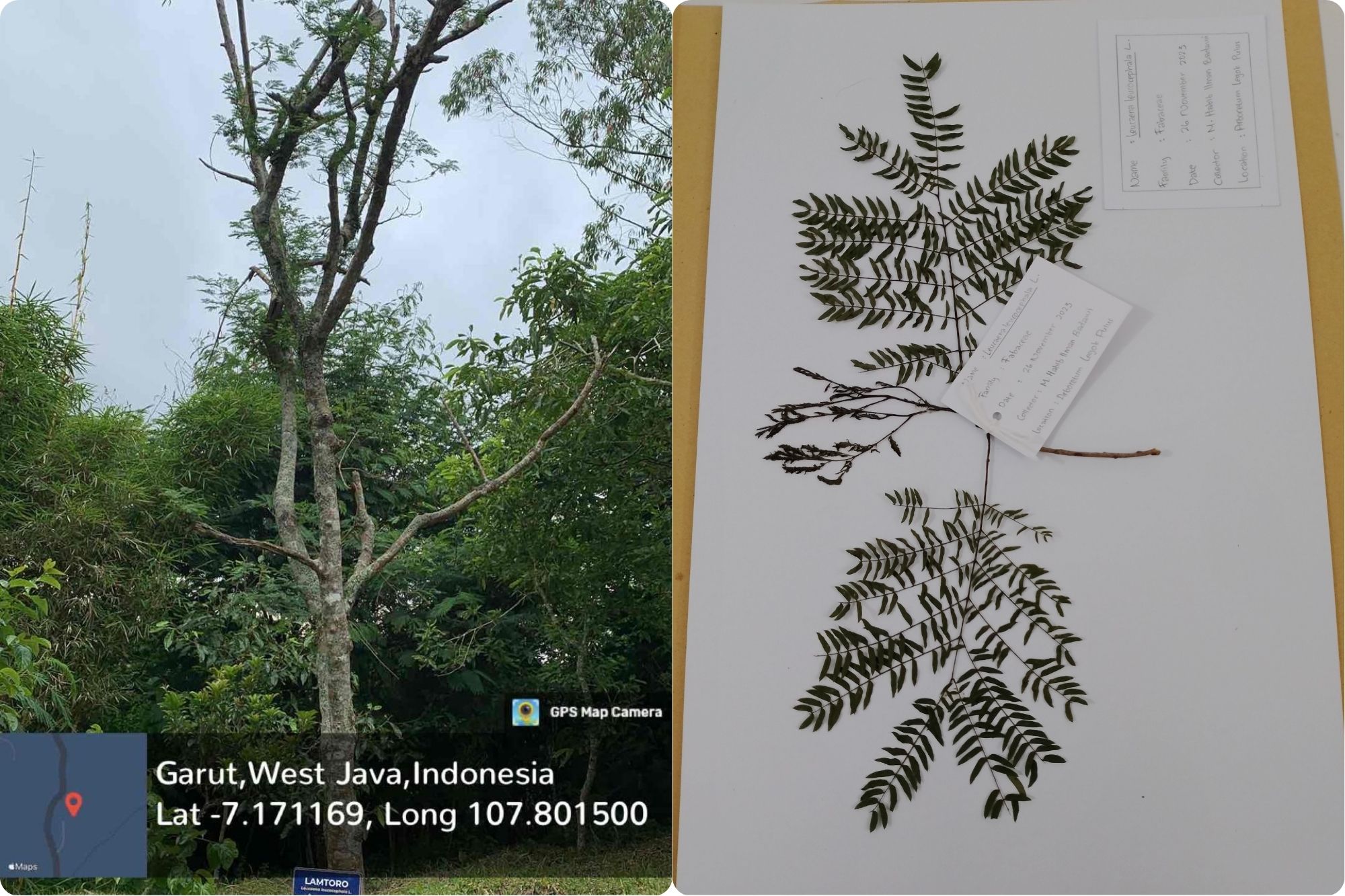 Lamtoro (Leucaena leucocephala L.)