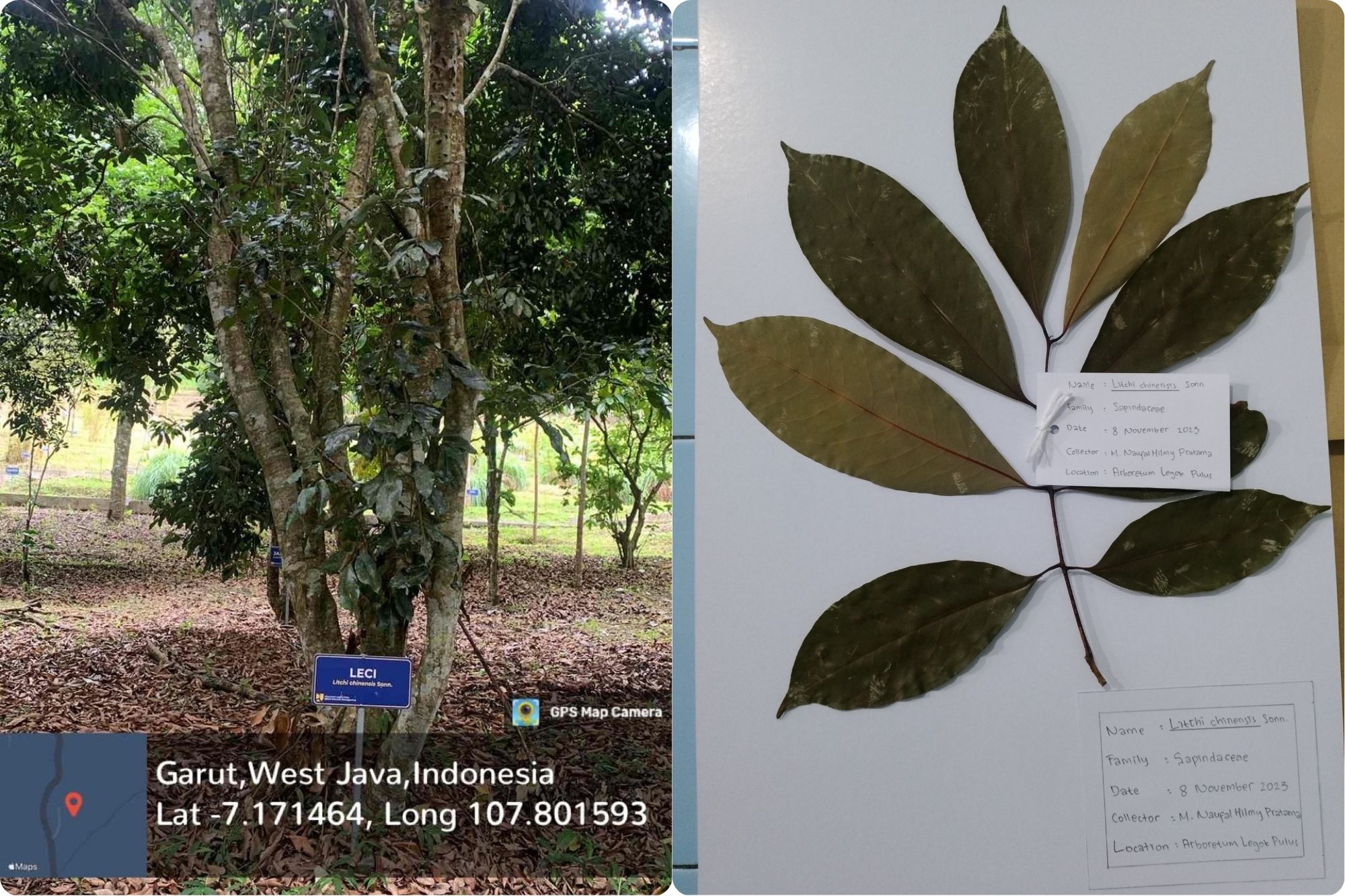 Leci (Litchi chinensis Sonn.)