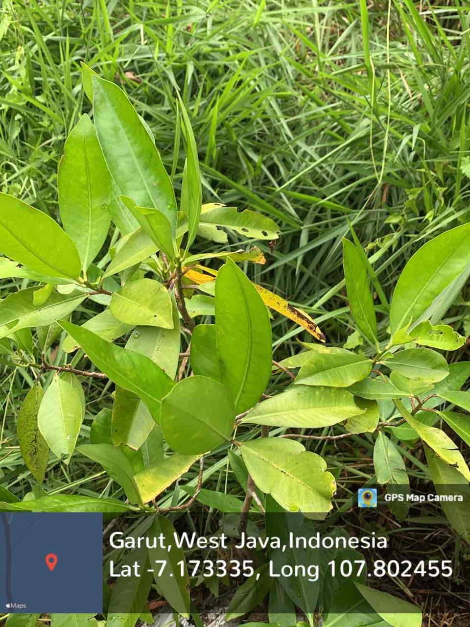 Lempeni (Ardisia elliptica Thunb.) 