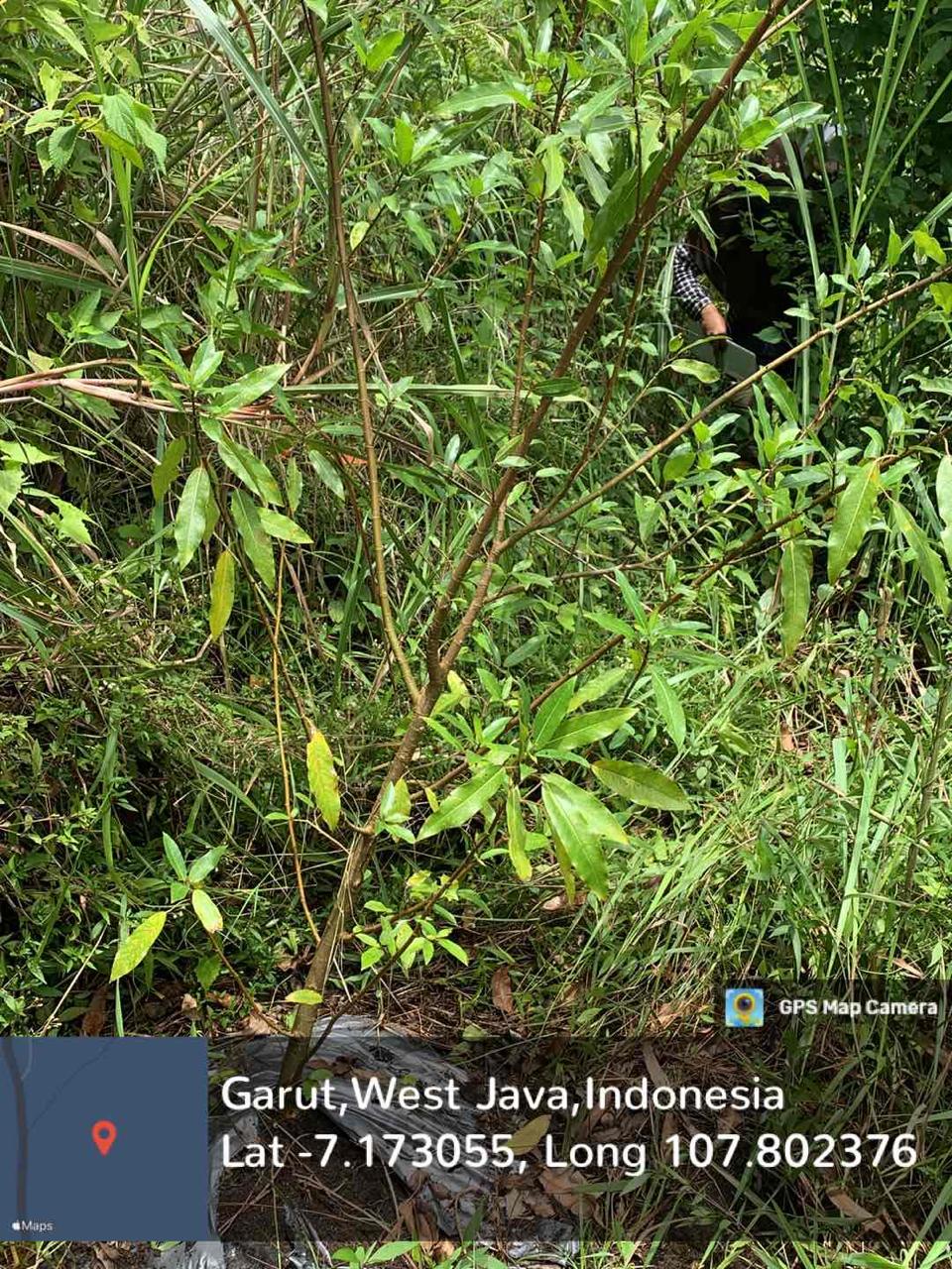 Loa (Ficus racemosa L.)
