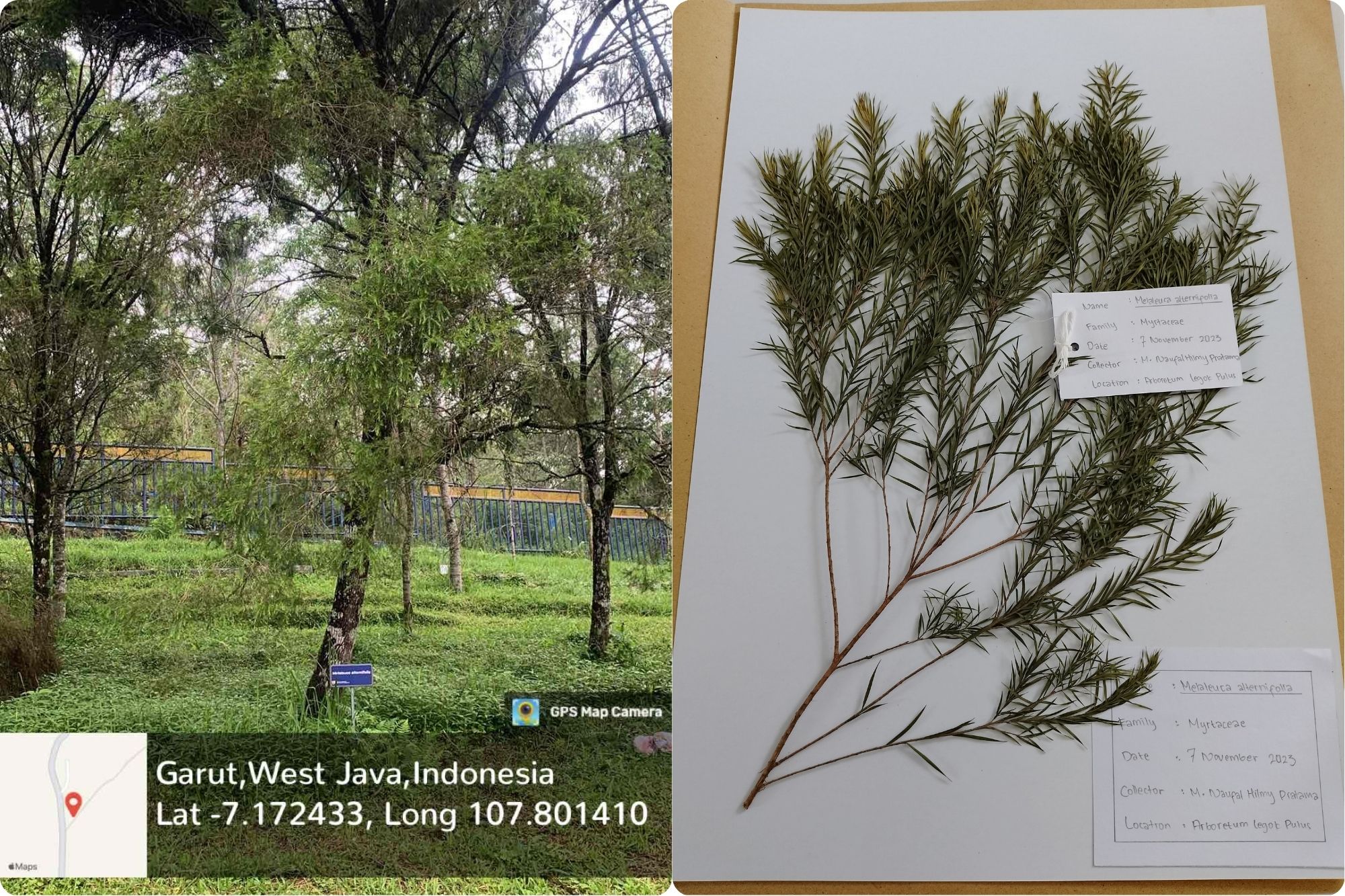 Melaleuca alternifolia