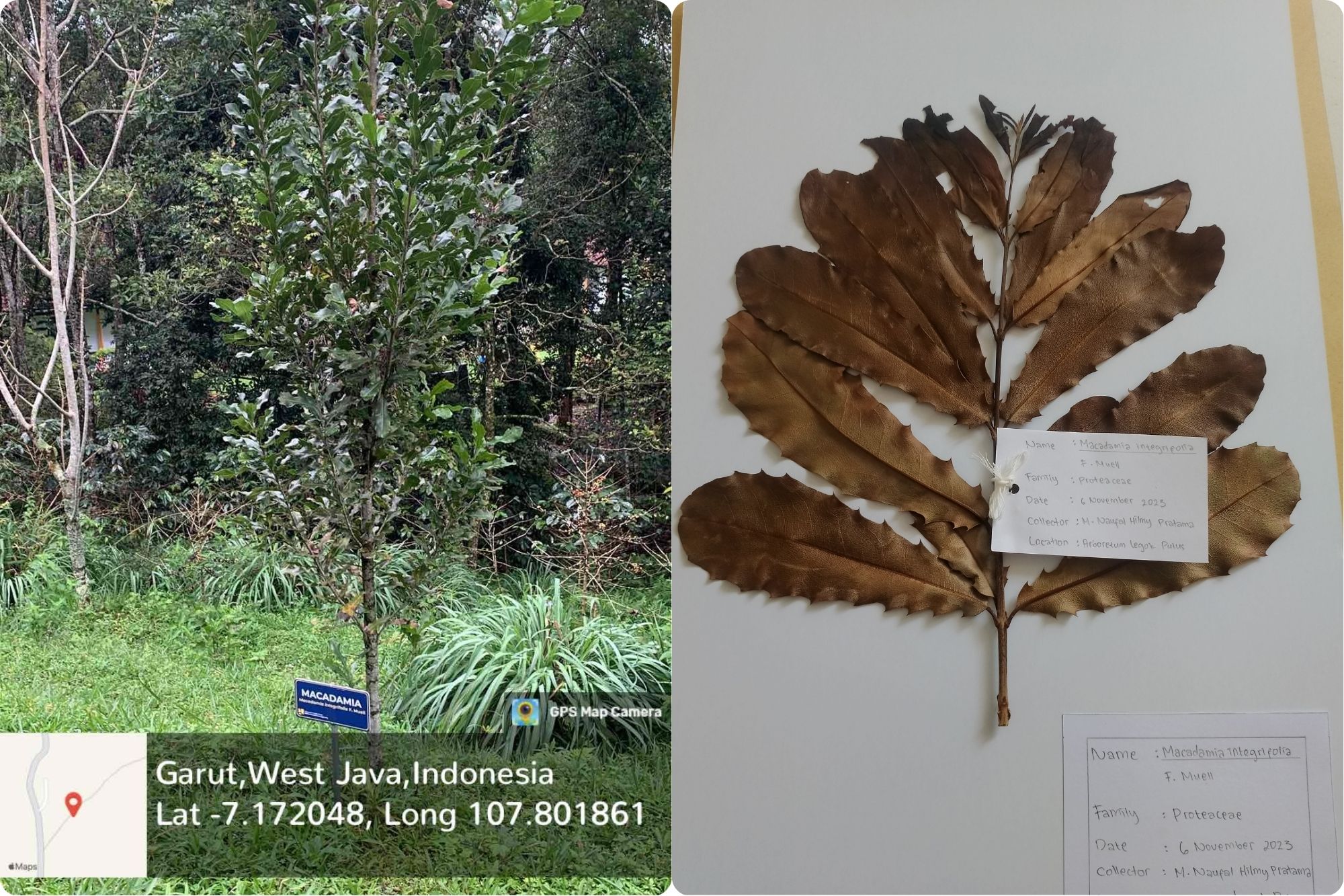 Macadamia (Macadamia integrifolia F. Muell)