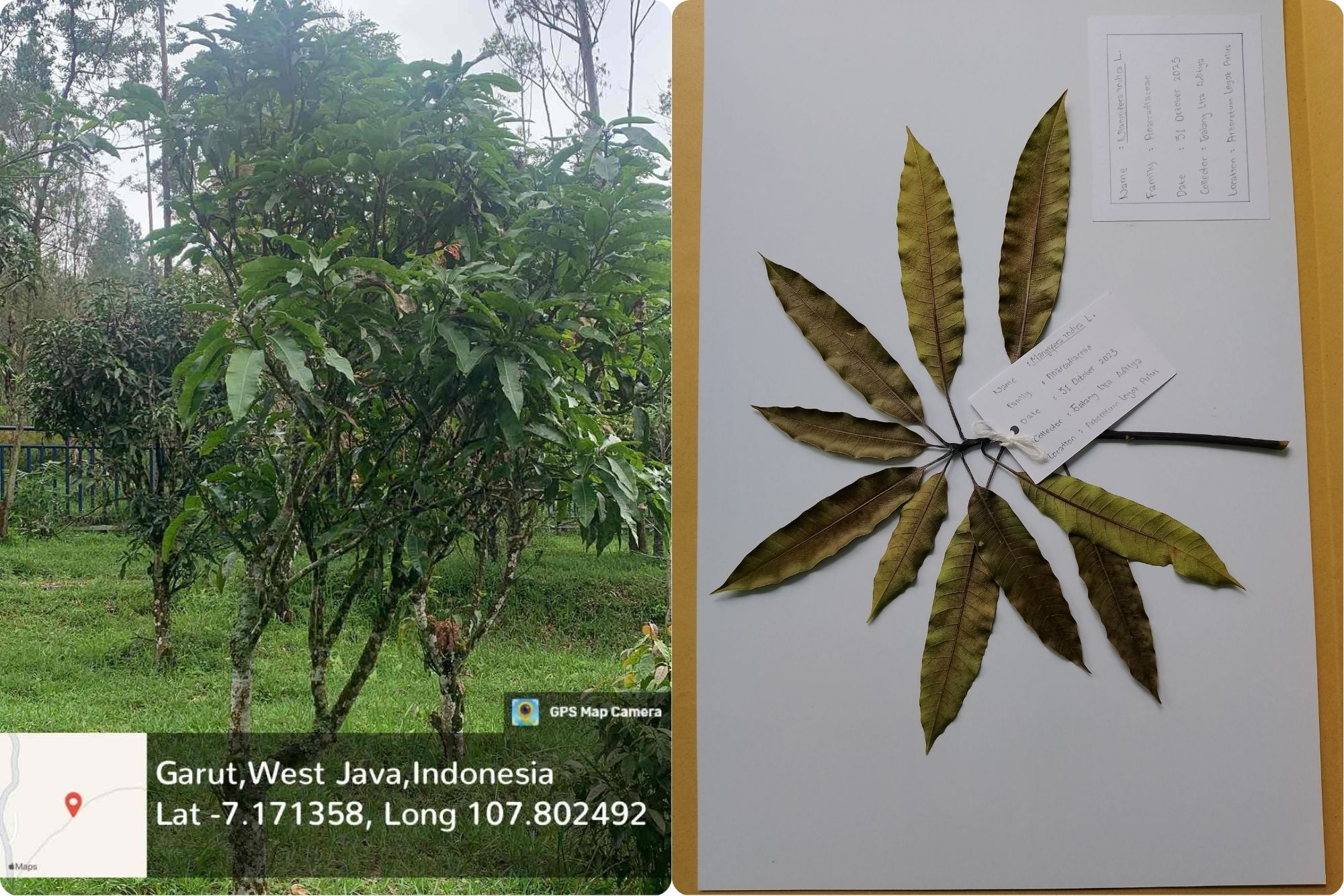 Mangga (Mangifera indica L.)
