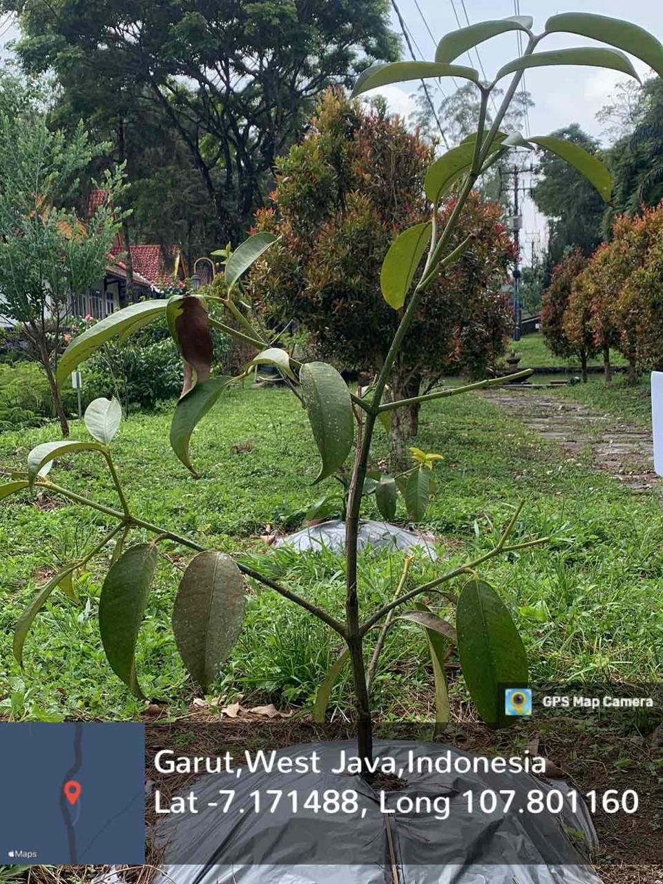 Manggis (Garcinia mangostana L.)