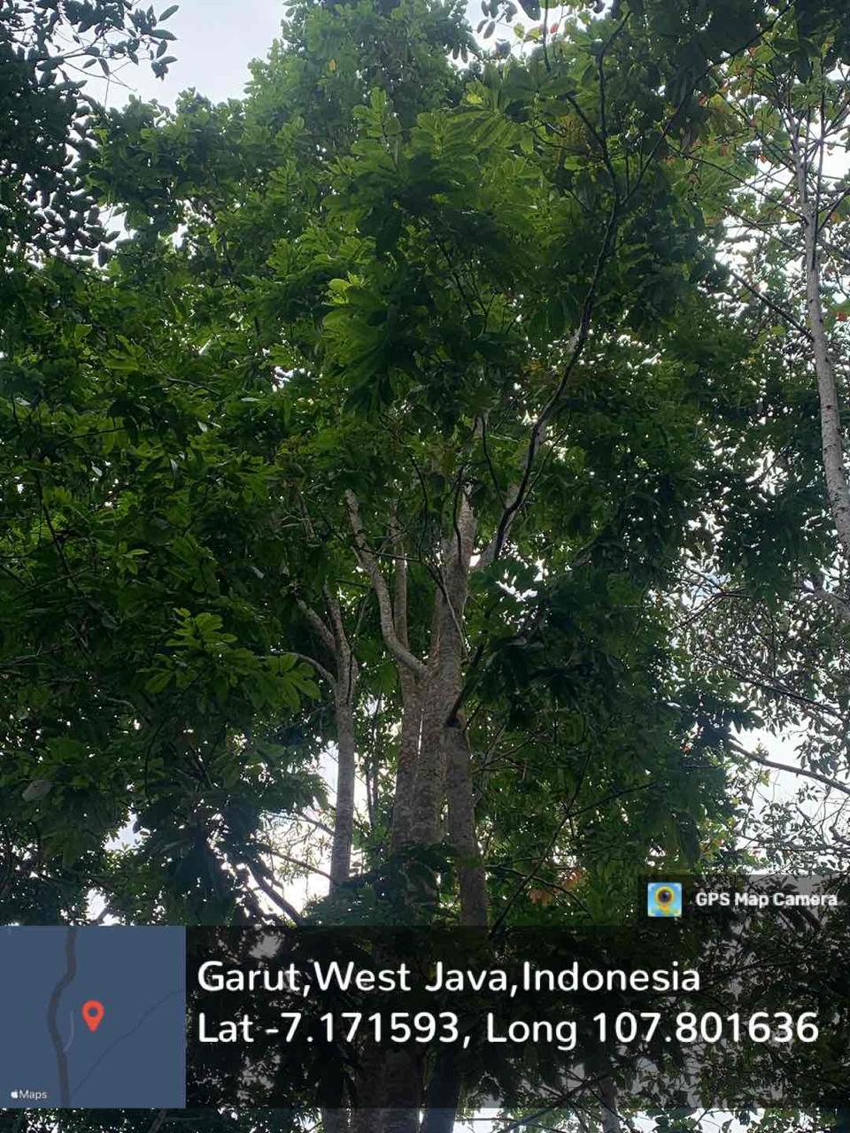 Matoa (Pometia pinnata J.R.&G.Forst)