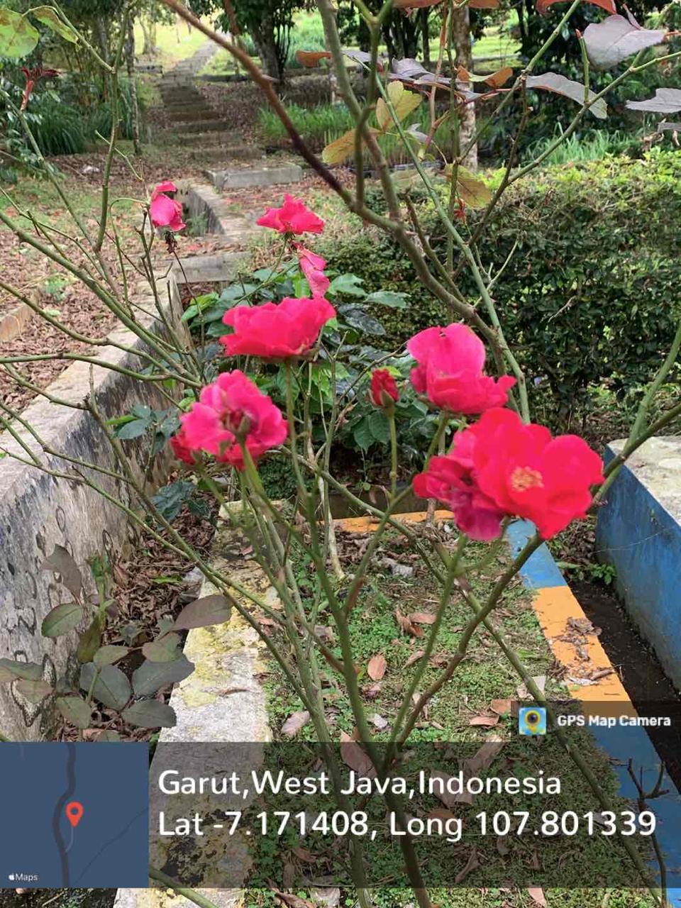 Mawar (Rosa hybrida L.)