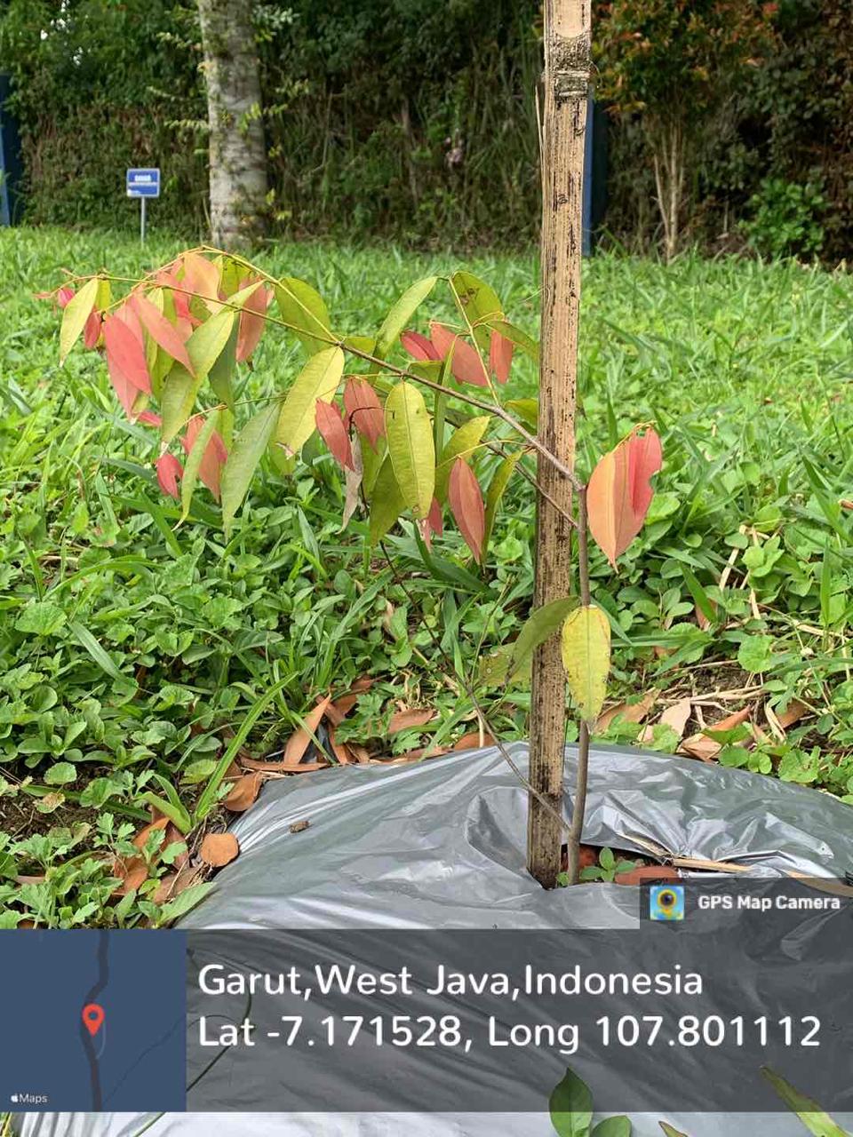 Nagasari (Mesua ferrea L.)