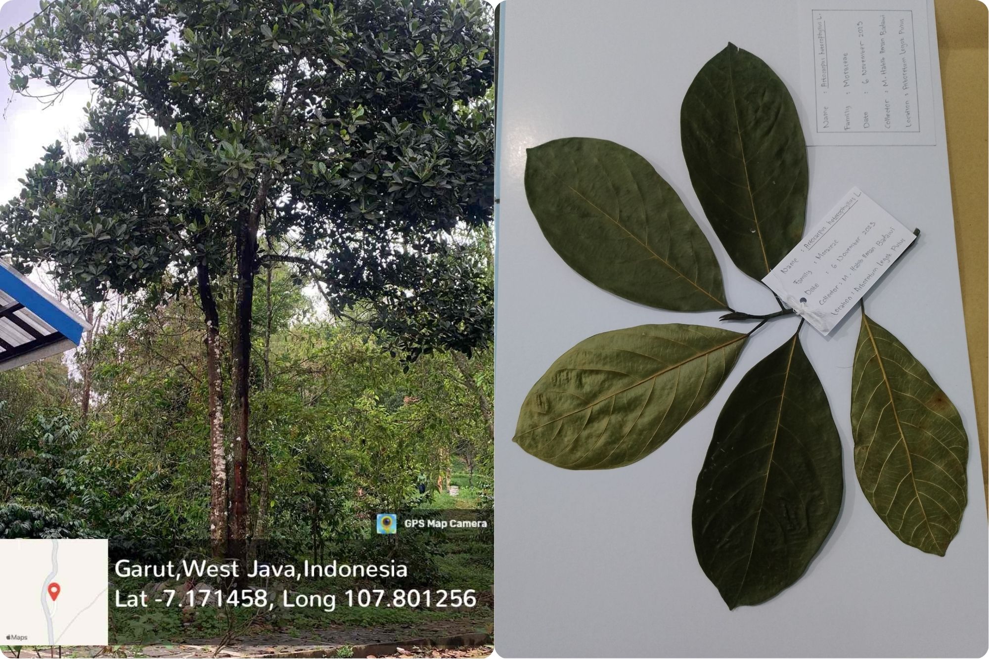 Nangka (Artocarpus heretophyllus L.)
