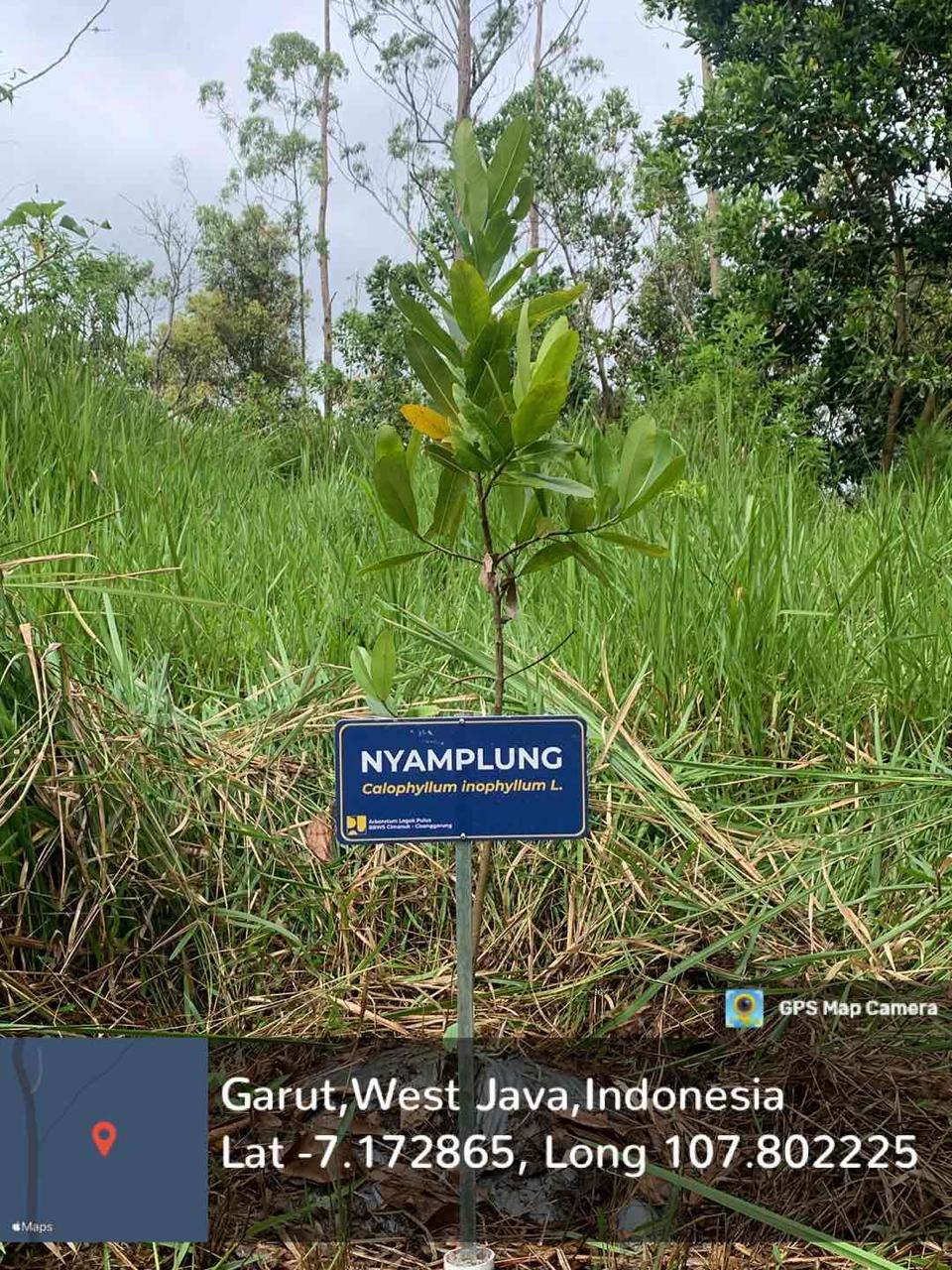 Nyamplung (Calophyllum inophyllum L.)