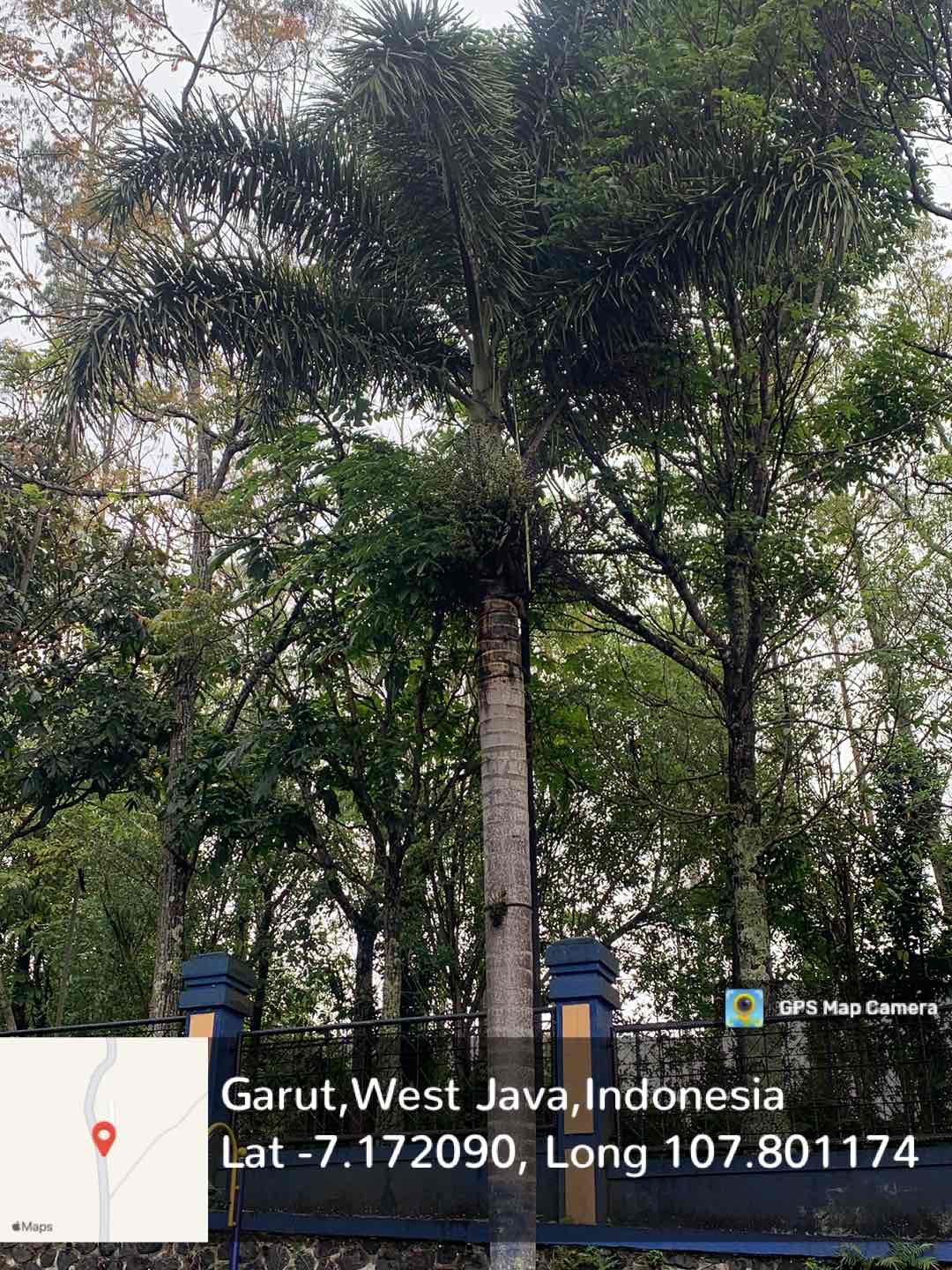 Palm Ekor Tupai (Wodyetia bifurcata W.)